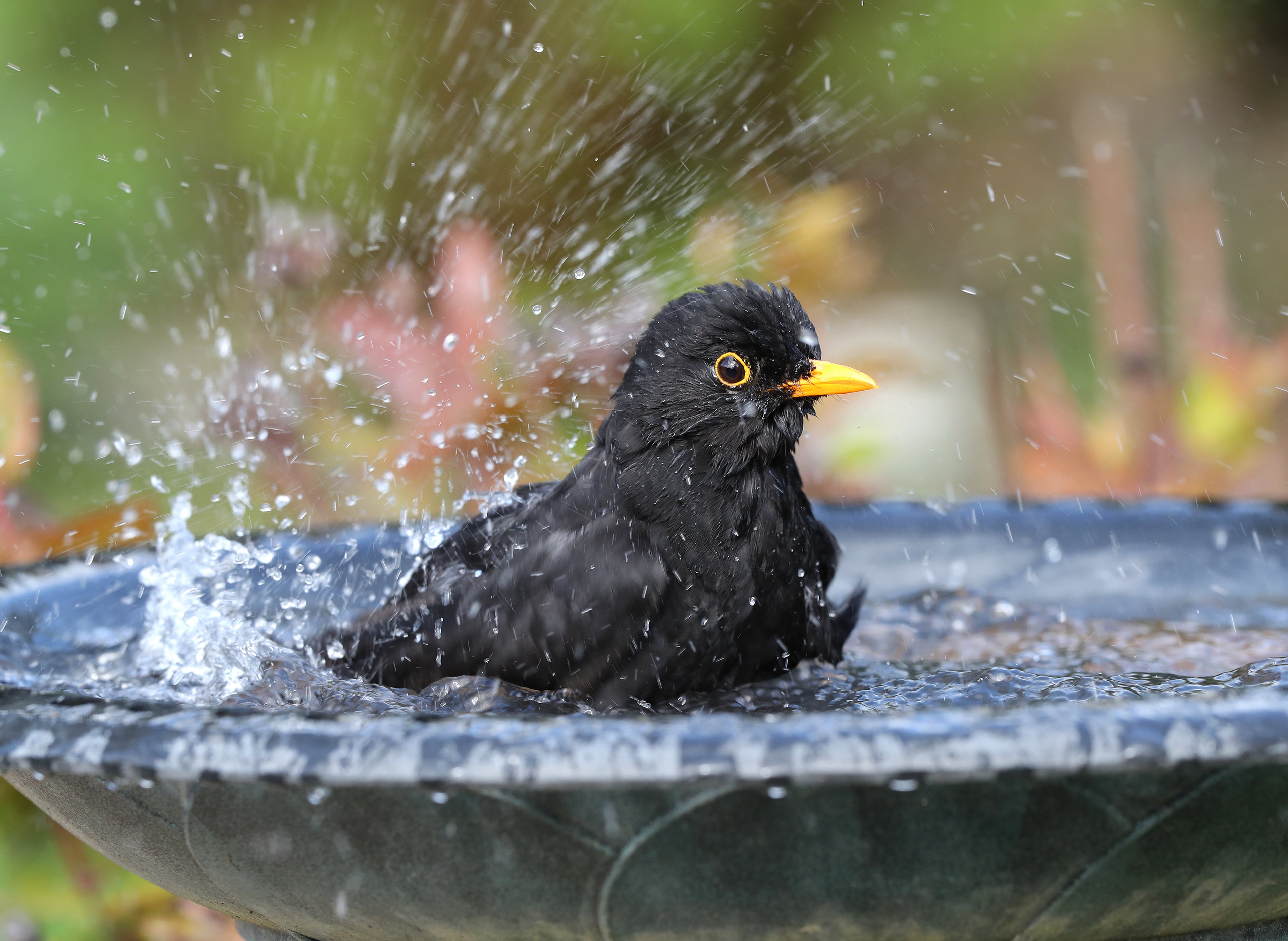 merel baddert in water in vogelbadje in tuin