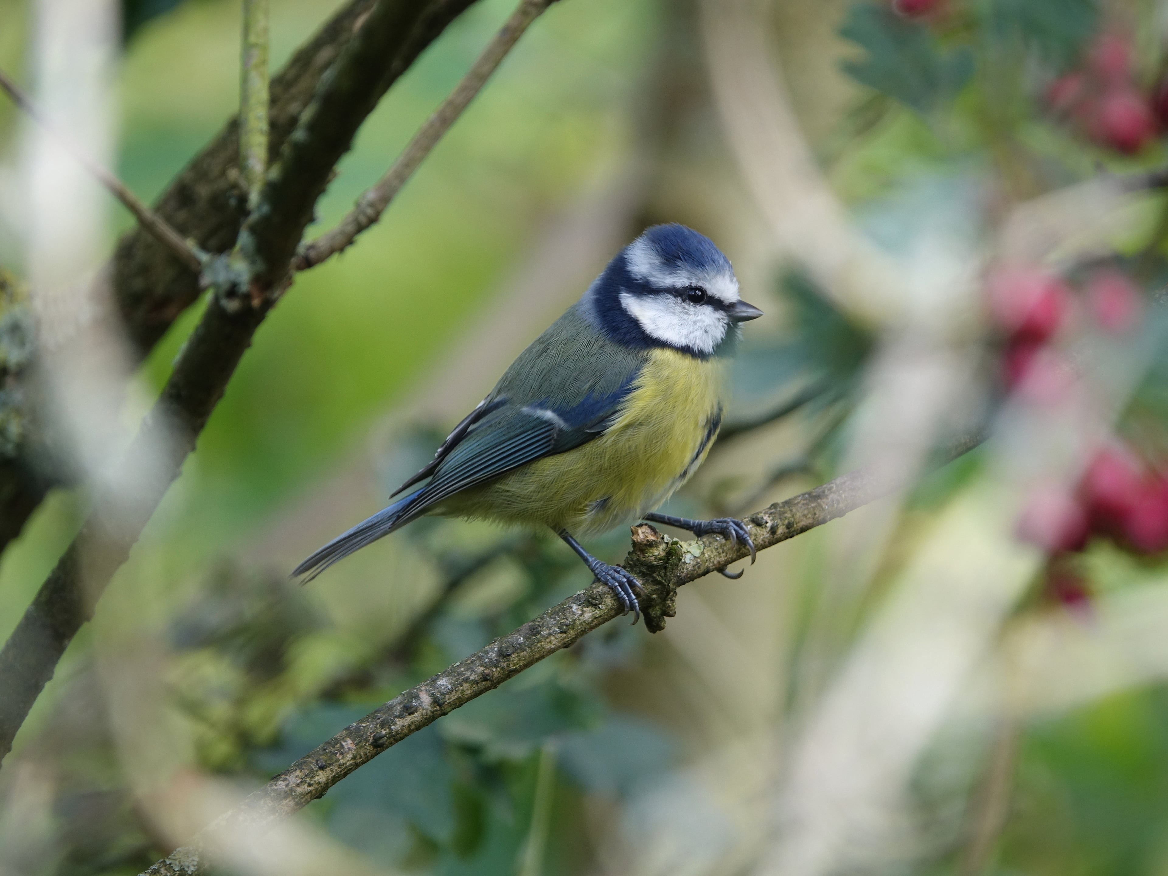 pimpelmees zit op tak in tuin