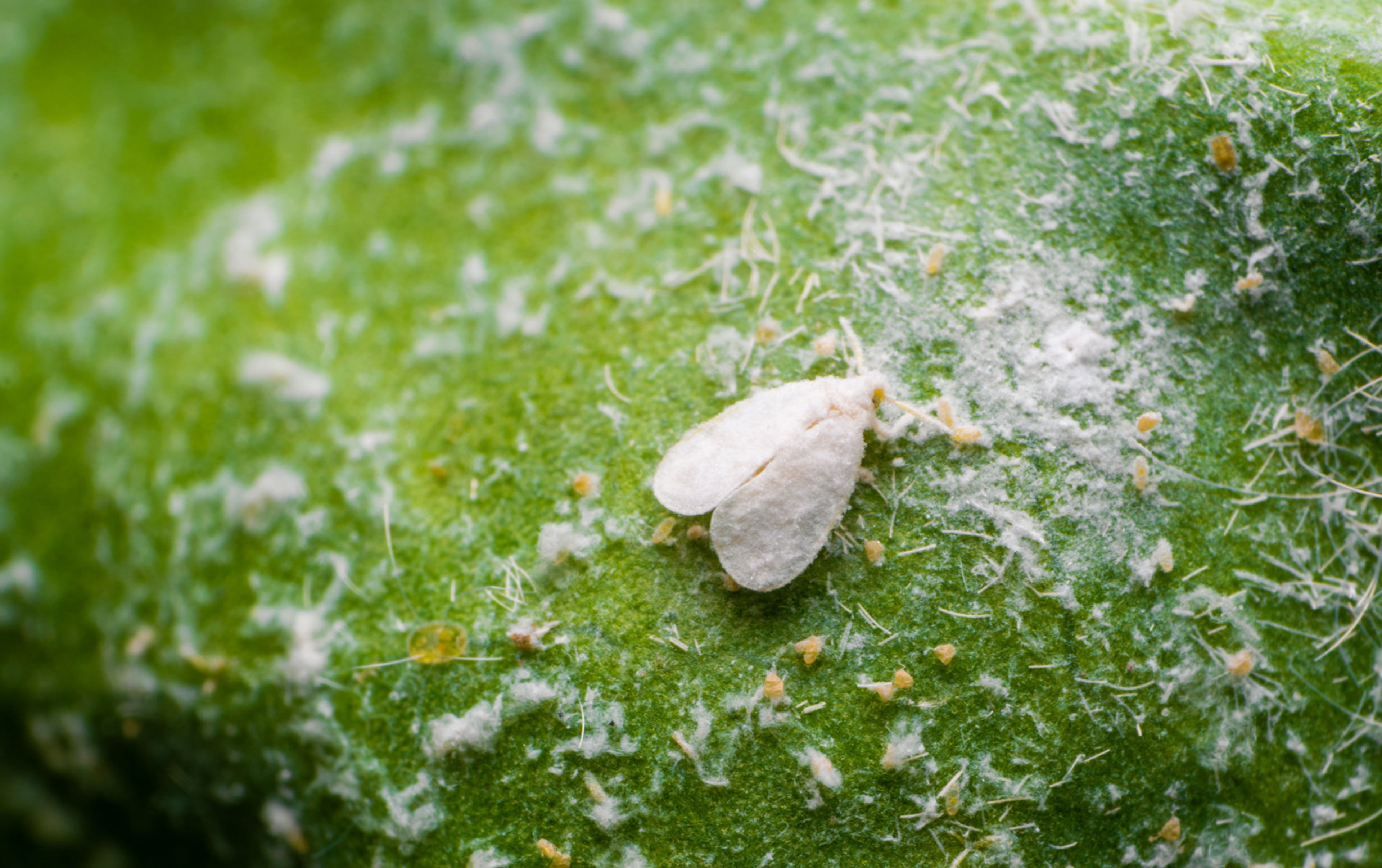 Een witte vlieg op een blad. Witte vliegen laten een suikerlaagje (honingdauw) achter op planten, waardoor de plant aangetast wordt.