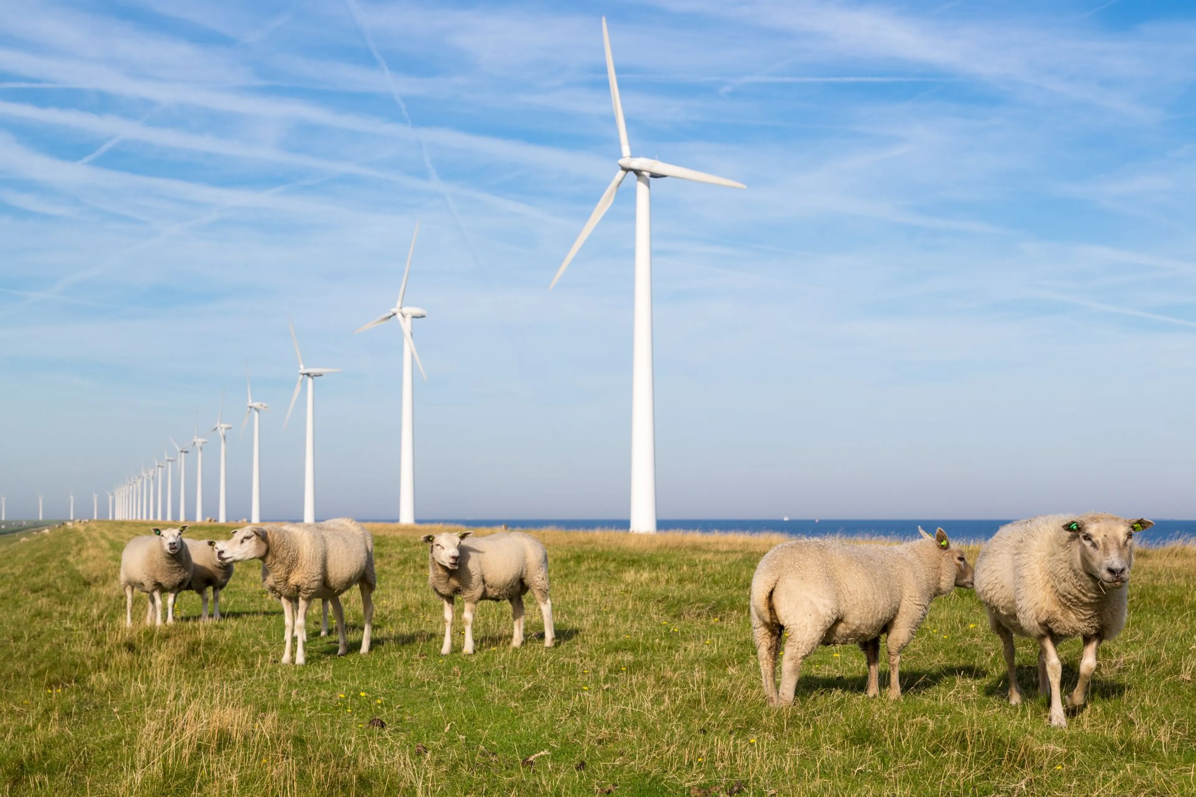 Schapen op een dijk met windmolens
