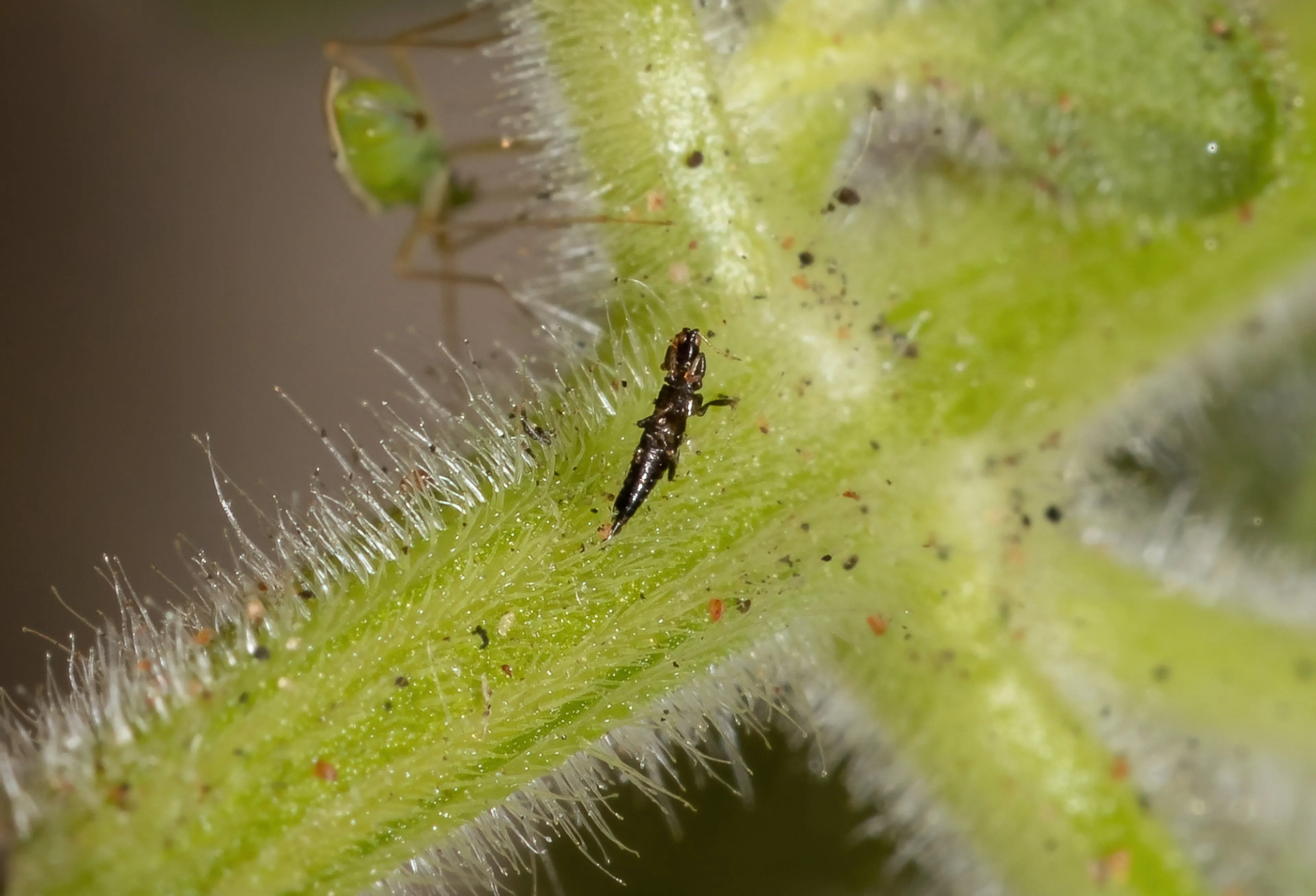 Een trips op een plant. Tripsen zorgen er - net als hun witte larven - voor dat planten verdrogen.