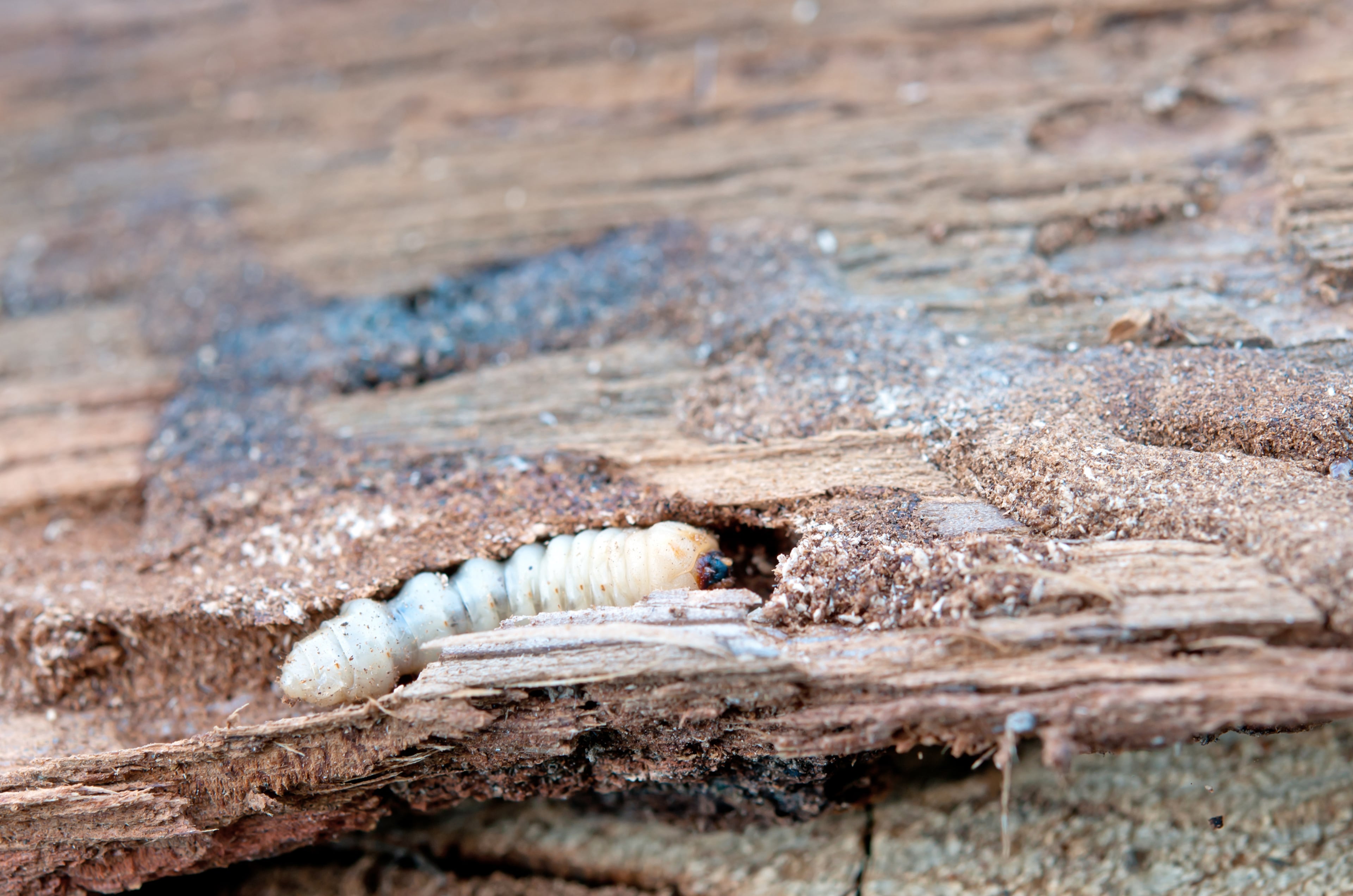 Larve van de gewone houtwormkever