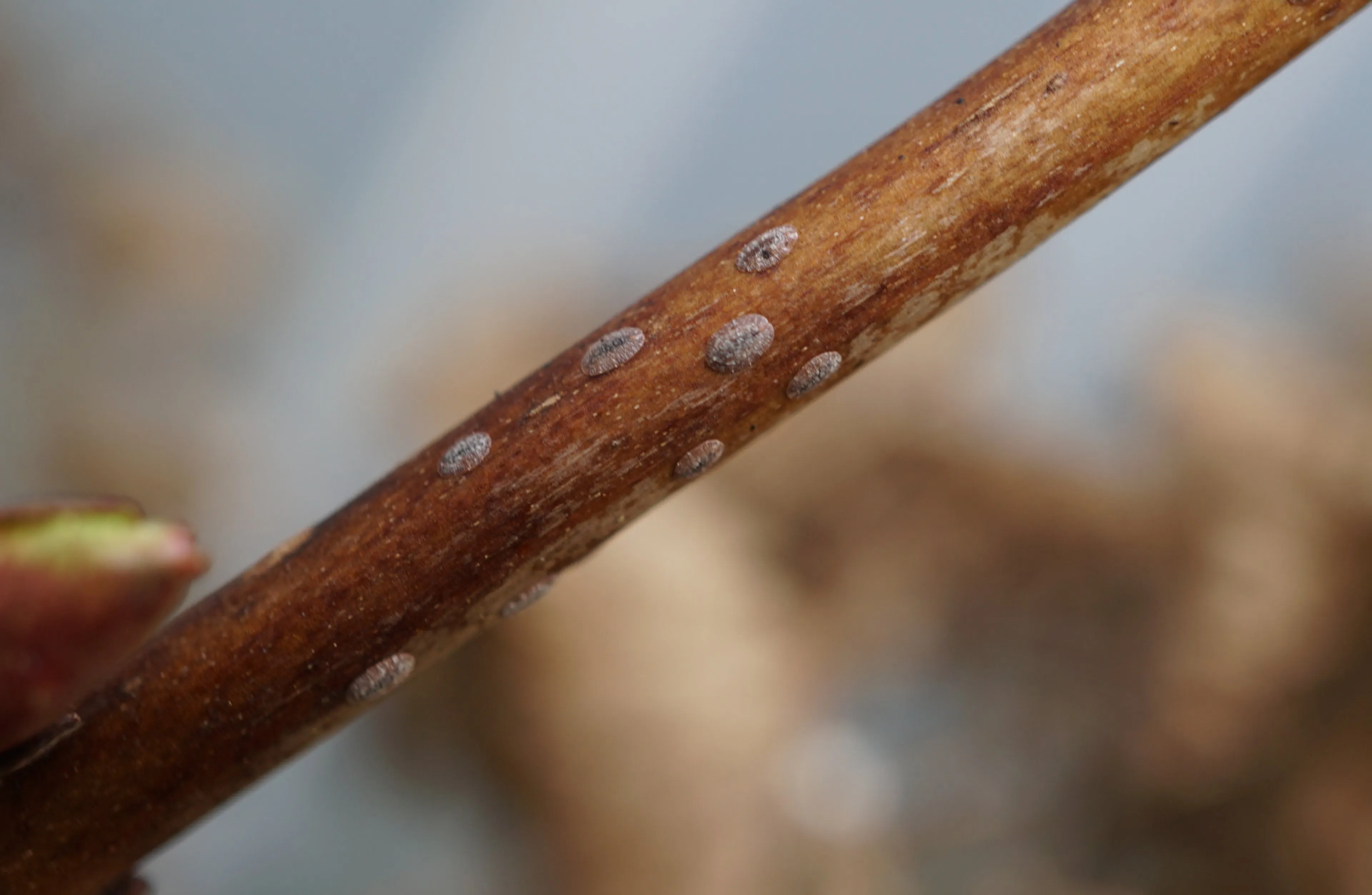 Dopluizen op een tak. Dopluizen zorgen ervoor dat je planten verkleuren en minder hard groeien. Bestrijden doe je het beste met hand en natuurlijke vijand.