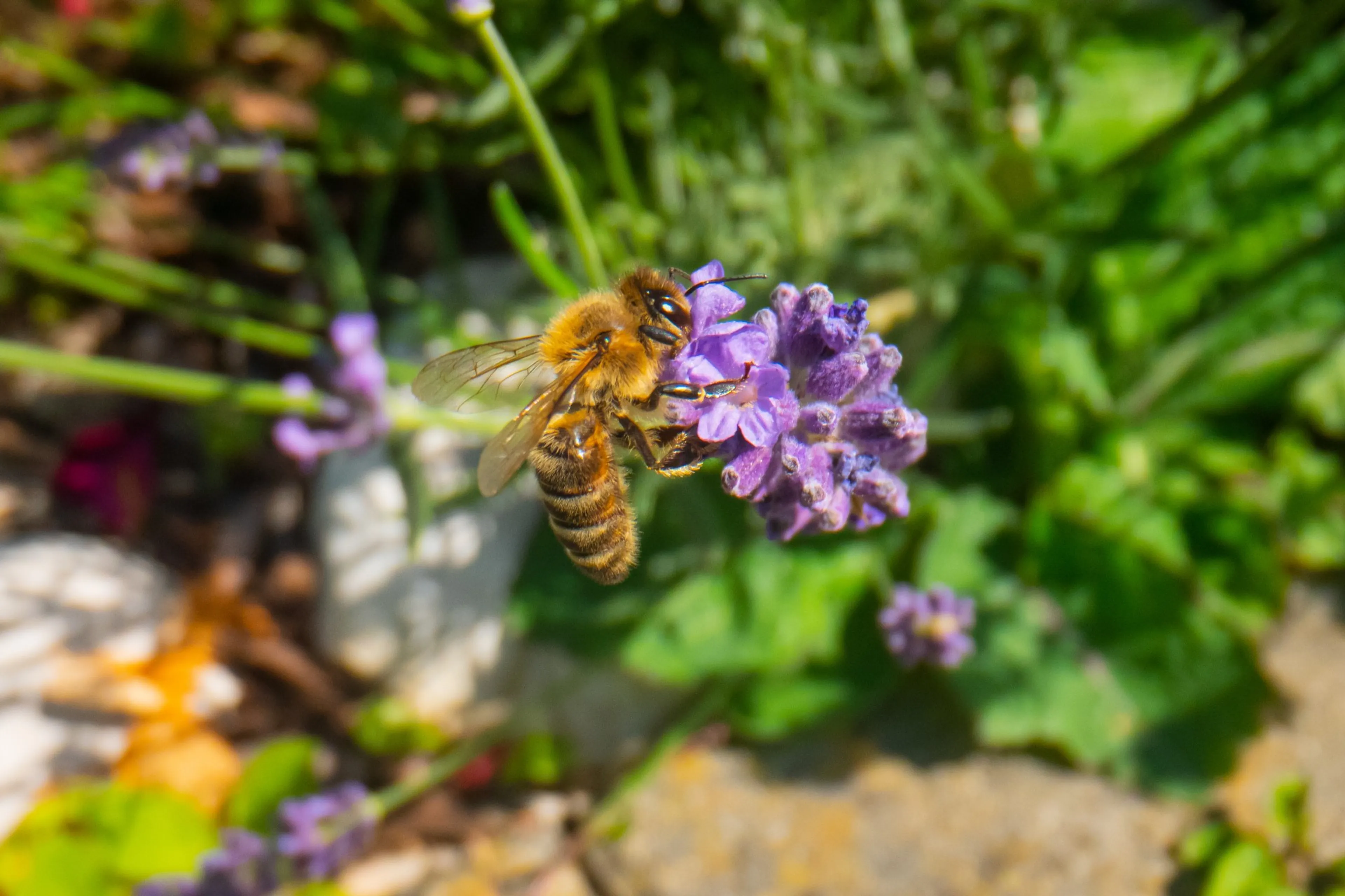 Een honingbij op een paarse bloem. Een groene tuin lokt meer bijen, vlinders en andere dieren naar je tuin.