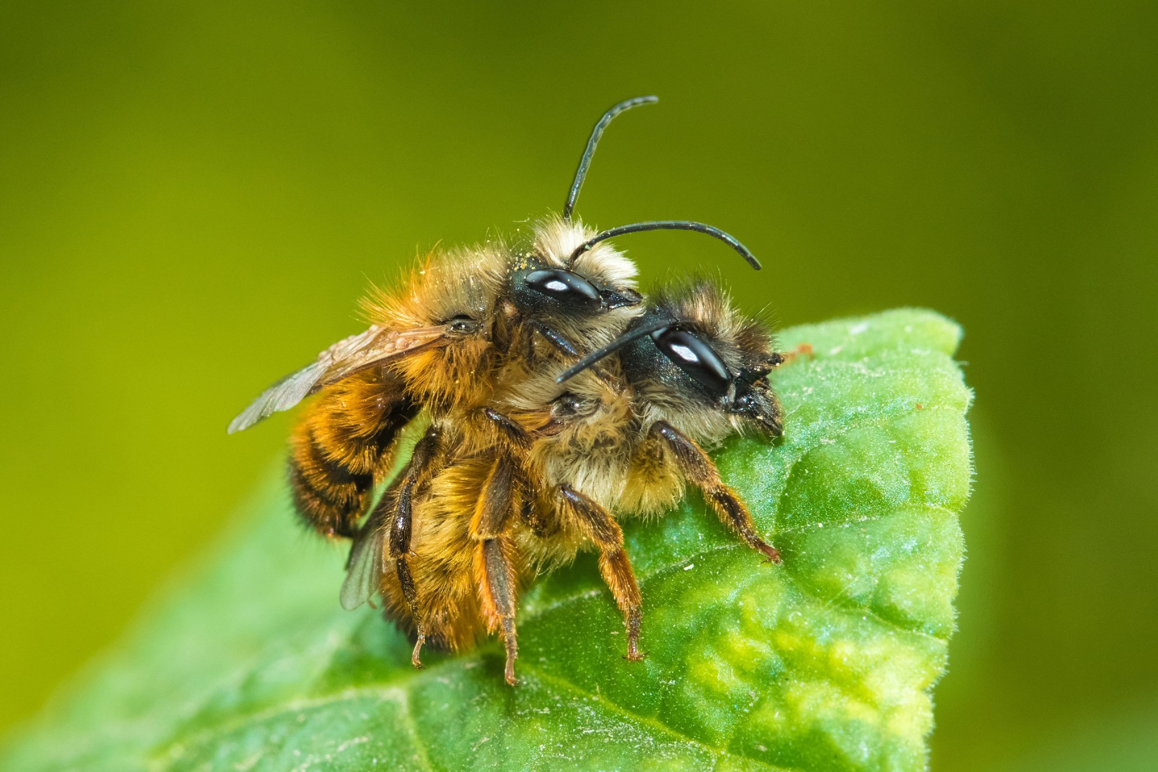 Een paartje Rosse metselbijen. Wilde bijen zijn goede bestuivers. Je lokt ze naar je tuin met voldoende bloeiende planten.
