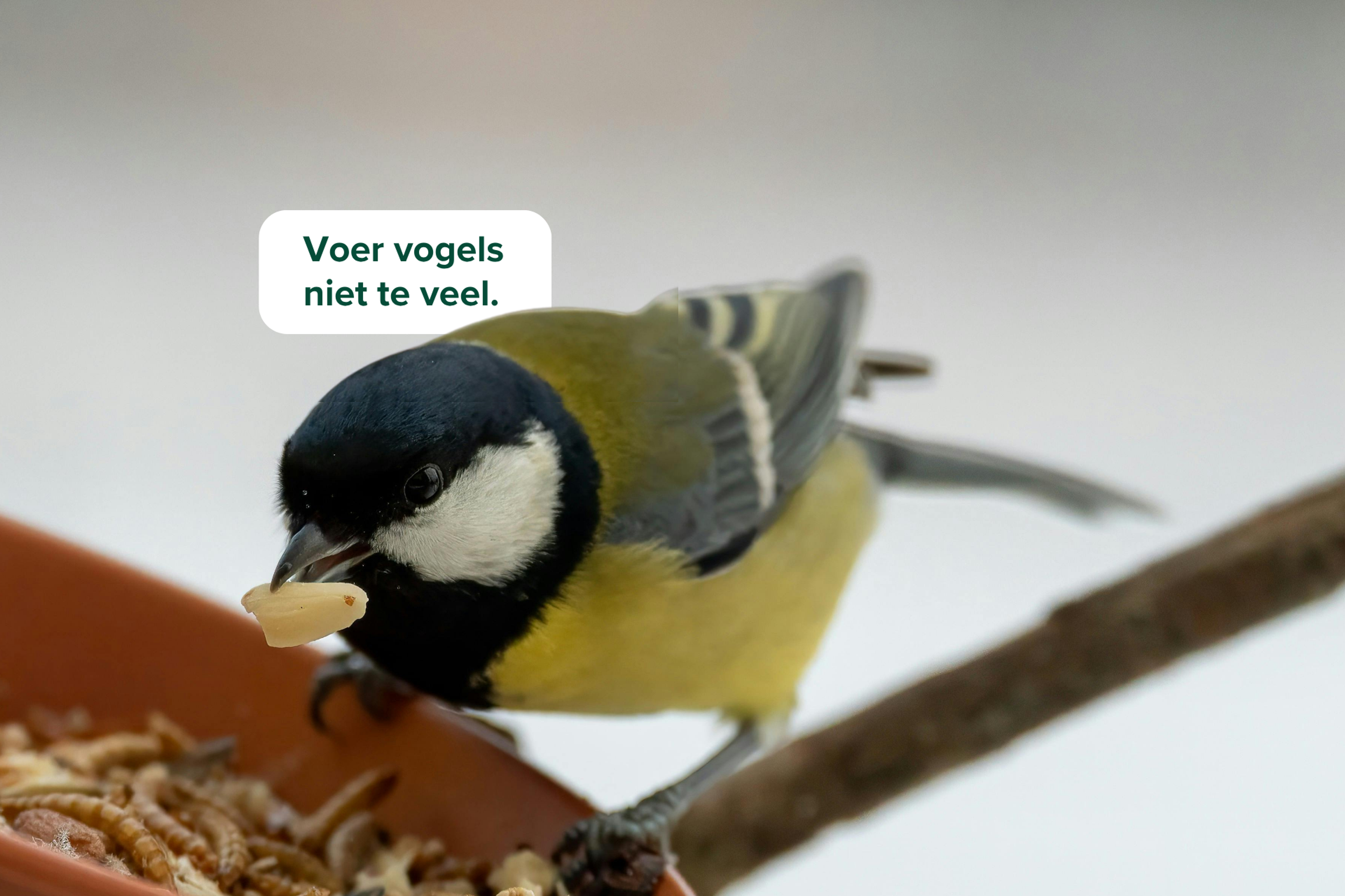 Voer vogels niet te veel.