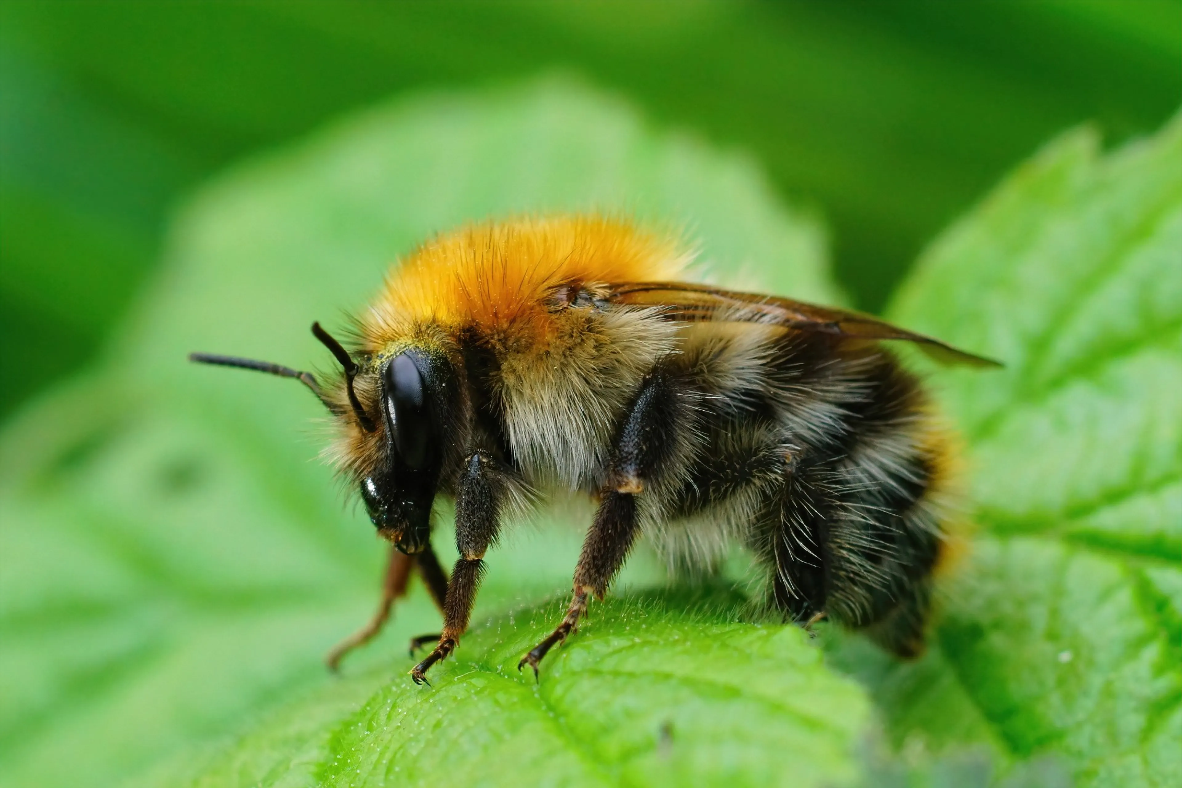 Een akkerhommel. Hommels en bijen hebben het hele jaar door bloeiende planten nodig als voedsel.