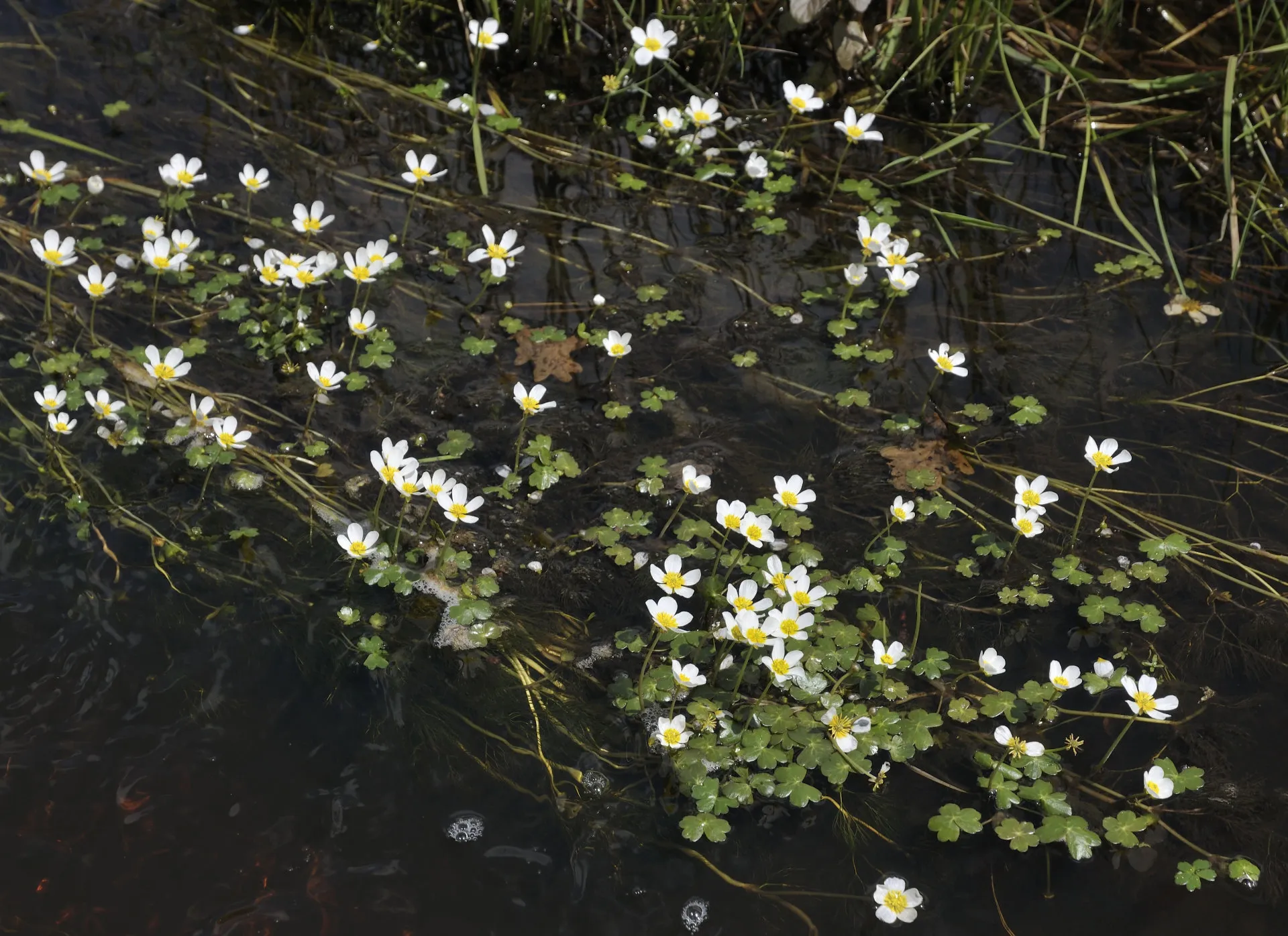 Ongelijkbladig Waterranonkel