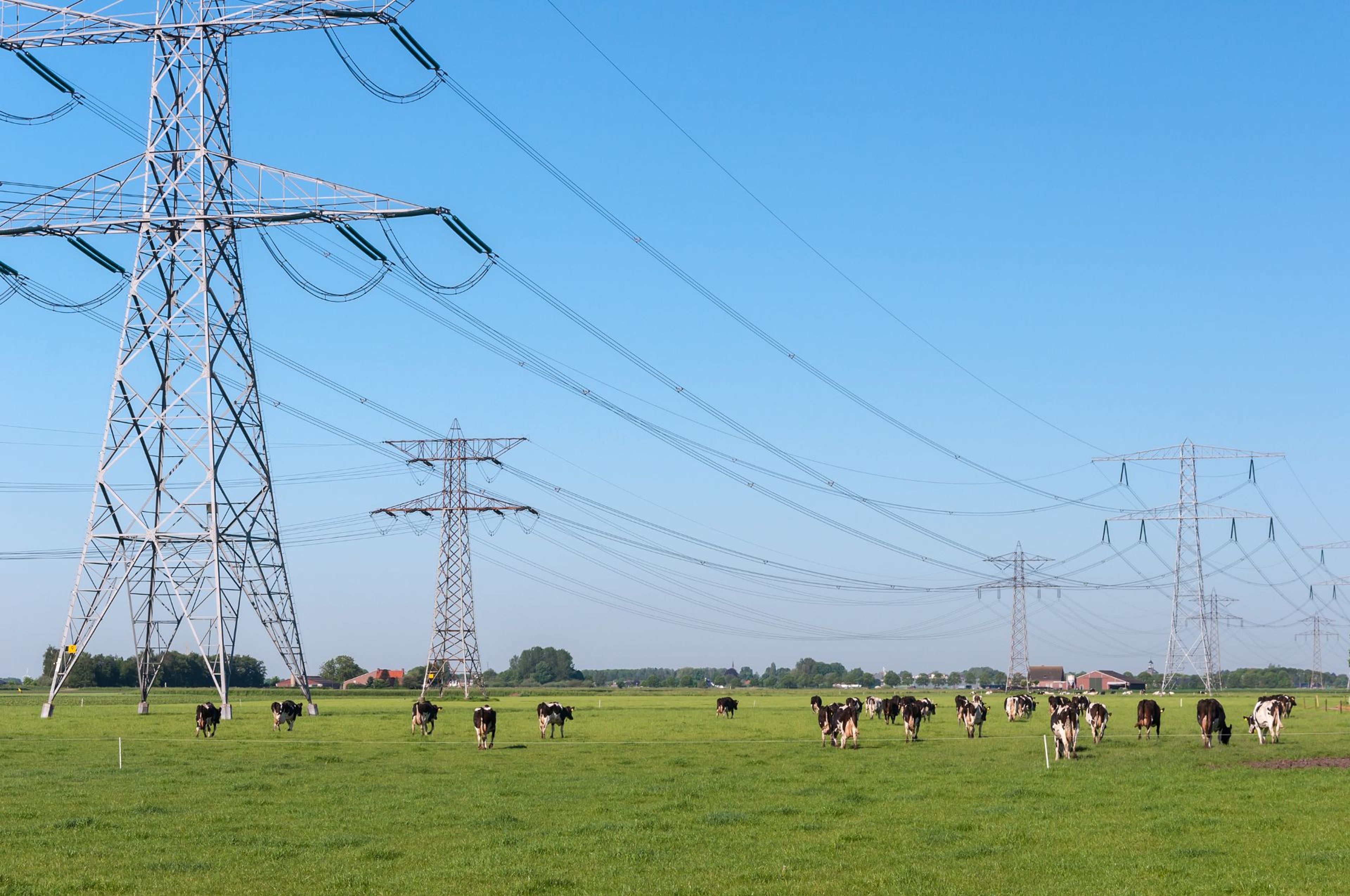 Elektriciteitsmasten in een weiland met koeien.