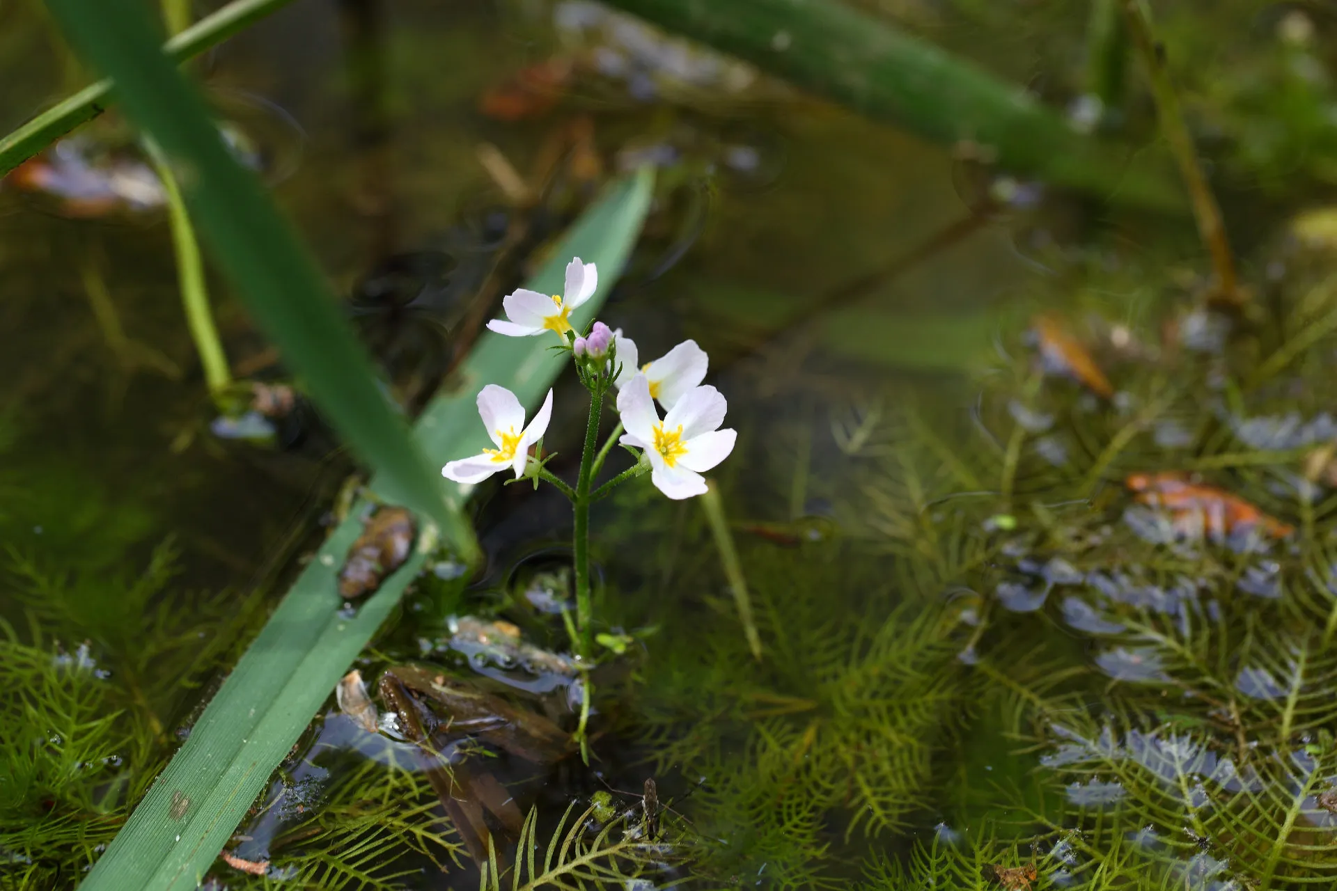 Waterviolier