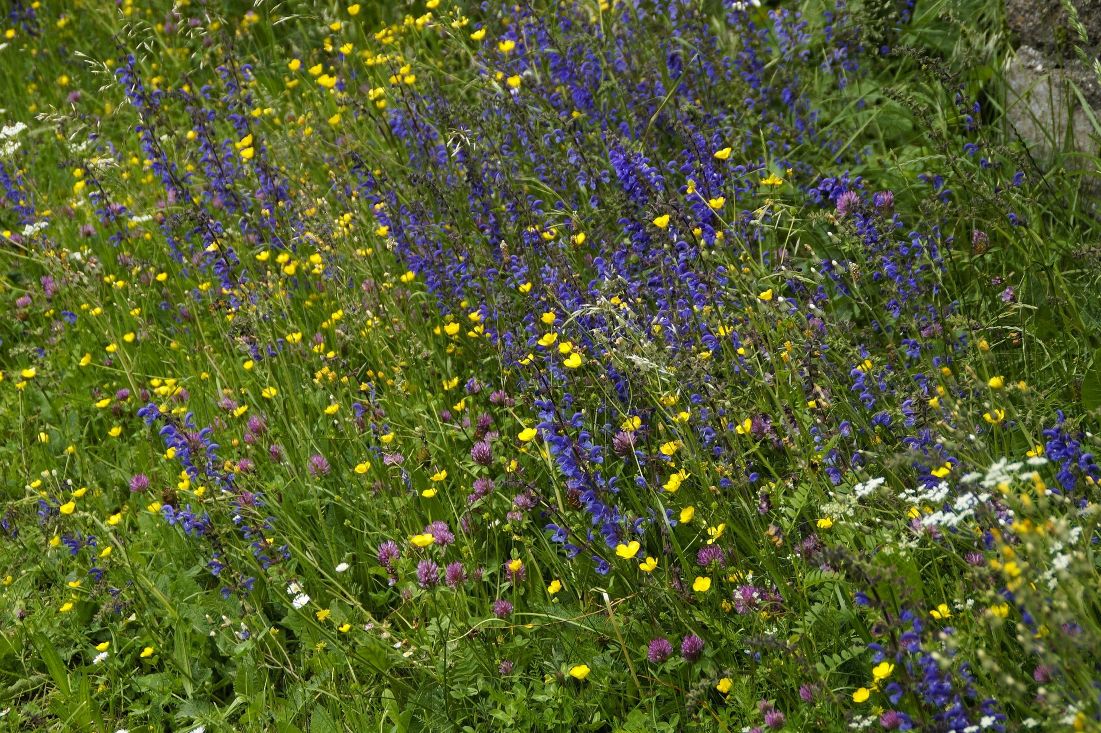 Bloemenweide paarse en gele bloemen.
