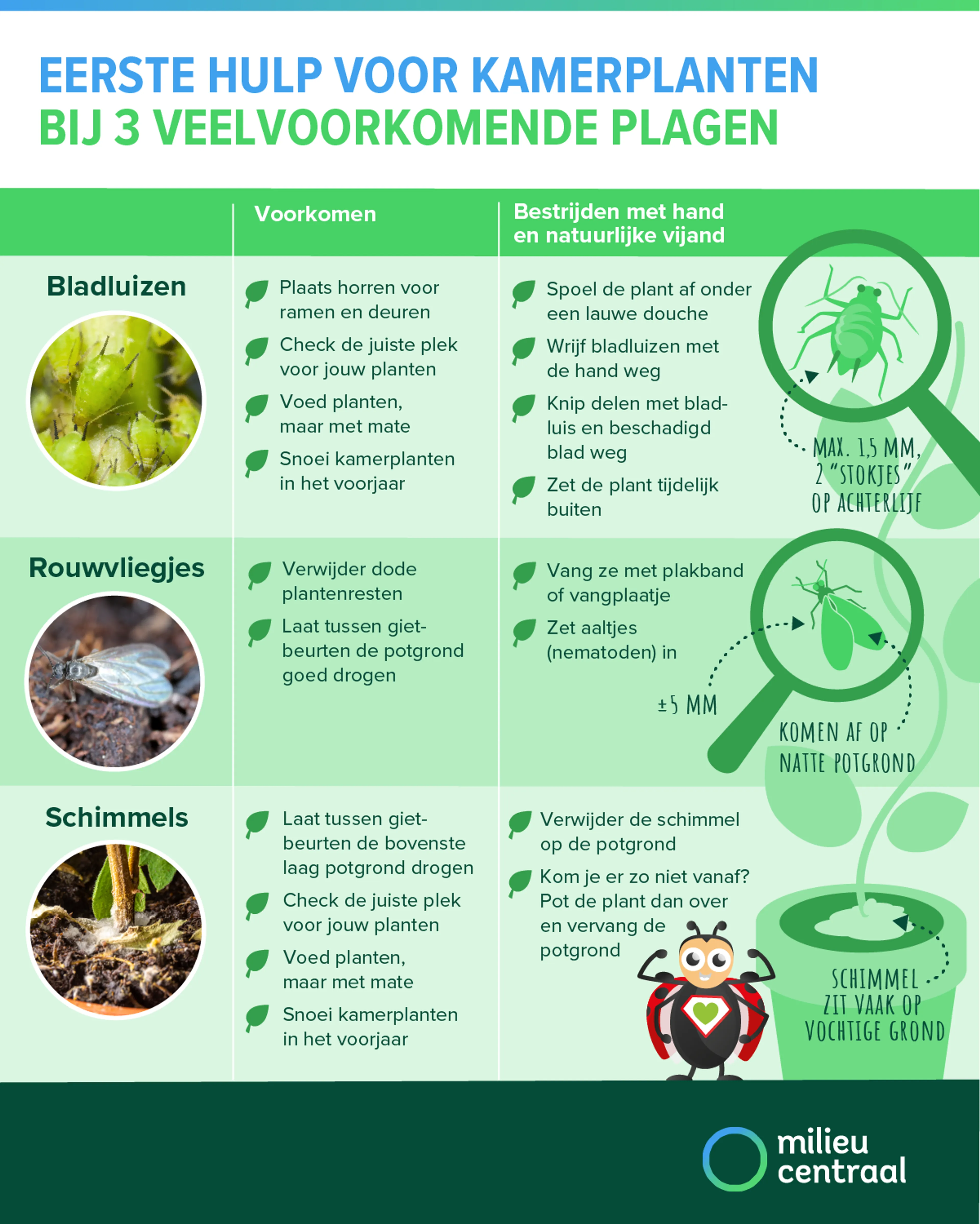 Infographic Kamerplanten