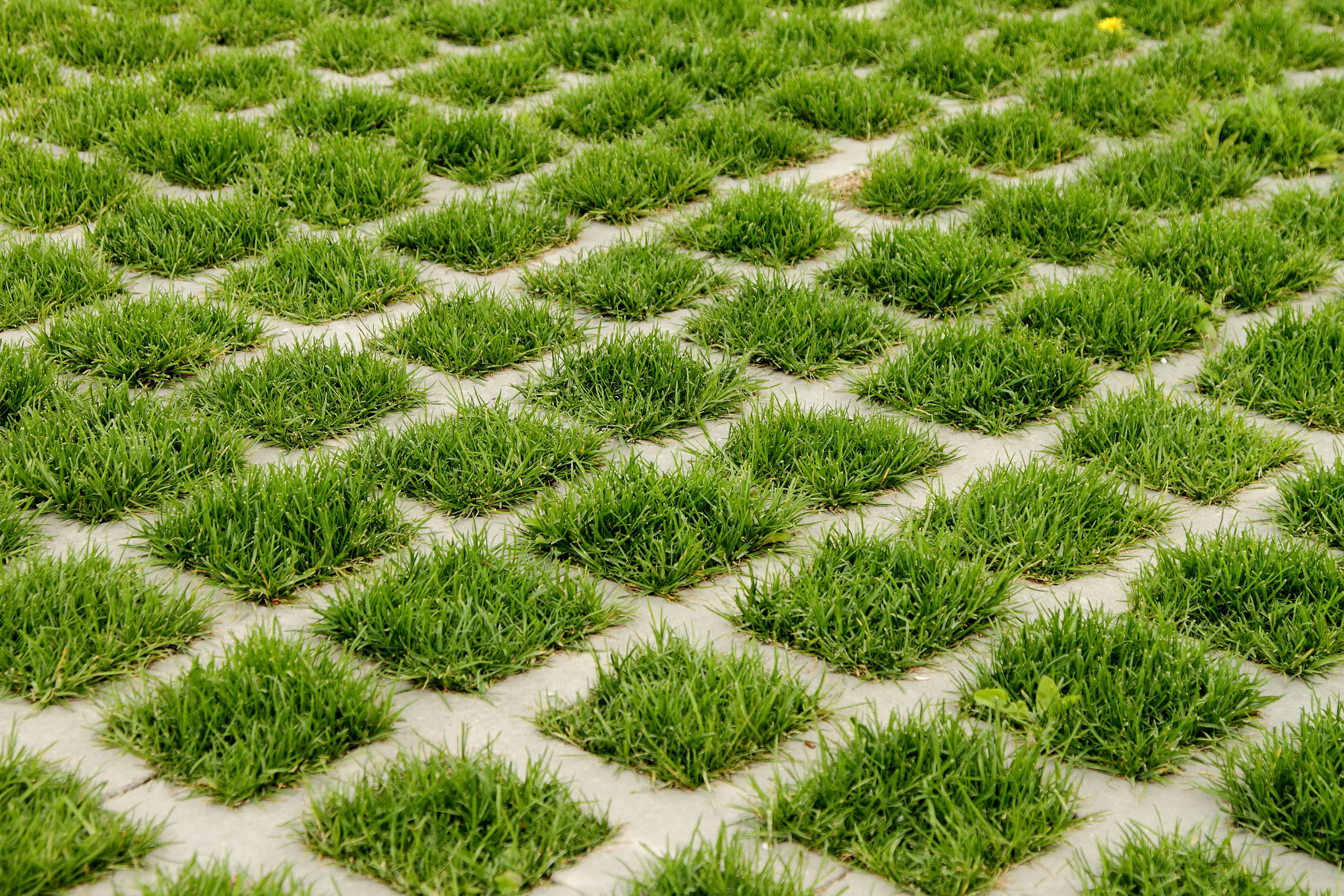 gras dat groeit tussen tegels