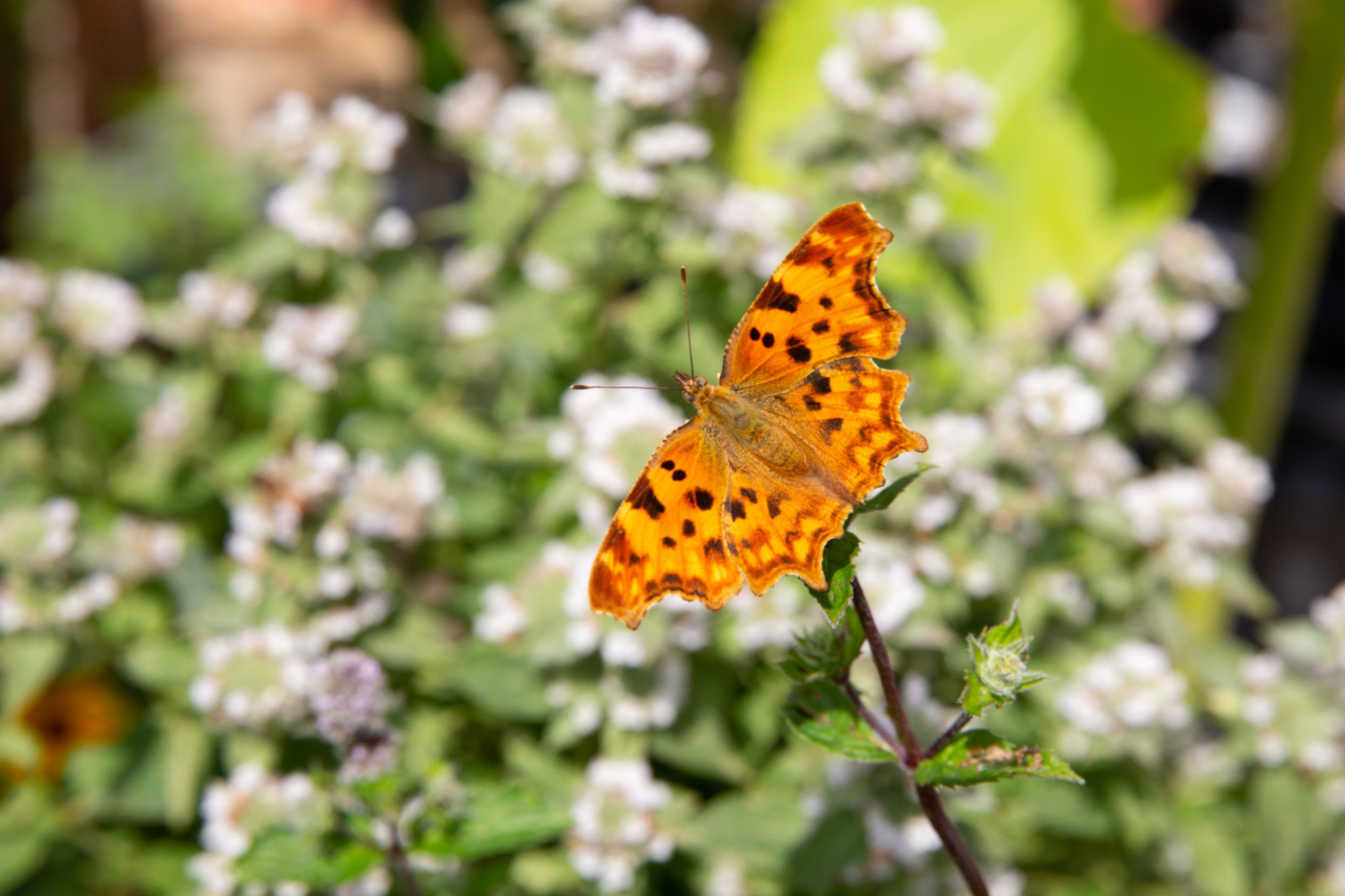 Vlinder op takje in tuin. Nuttige insecten en dieren.