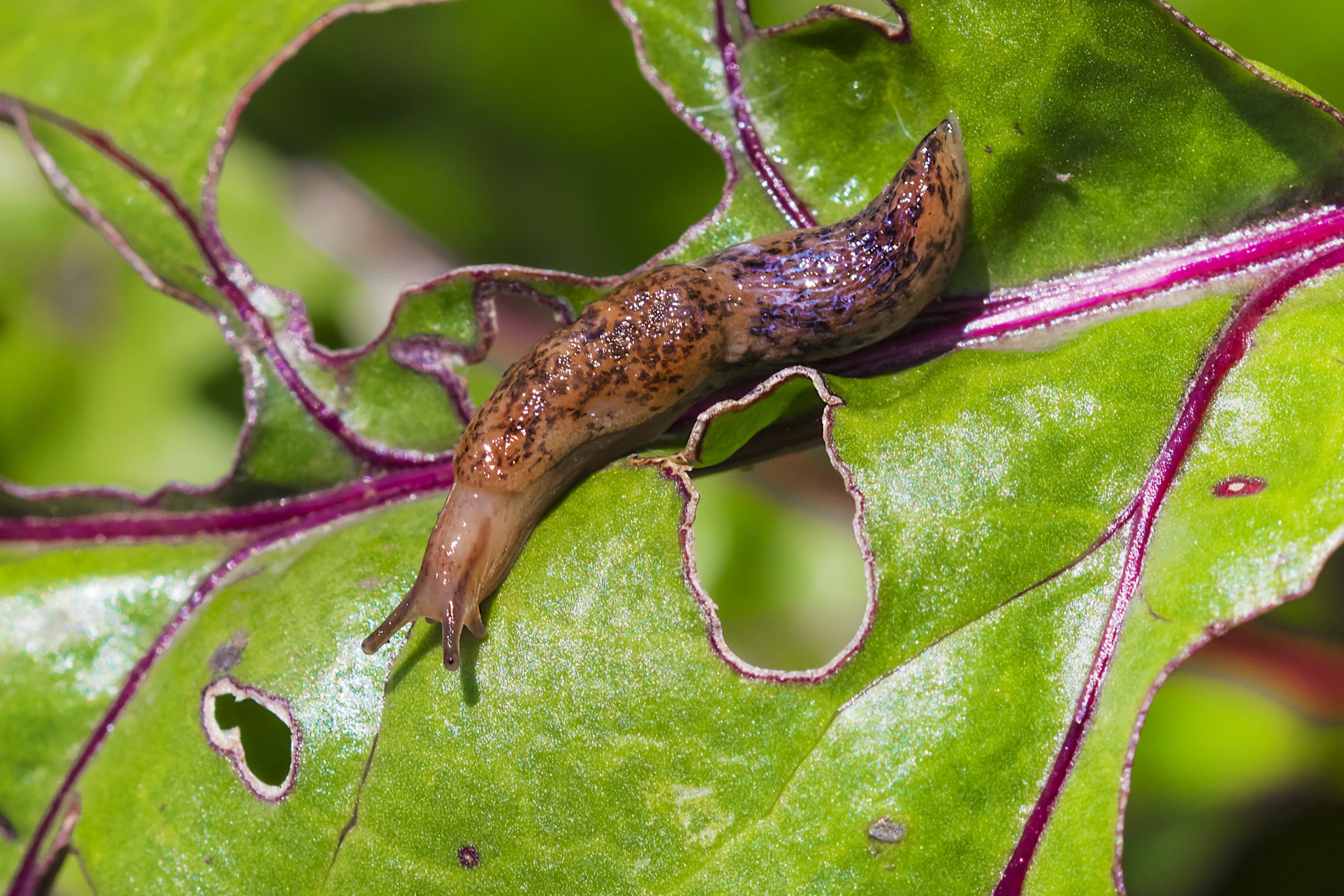 Een gevlekte akkerslak (Deroceras Reticulatum) op een blad. Deze naaktslak eet levende planten en kan een plaag vormen in je tuin.
