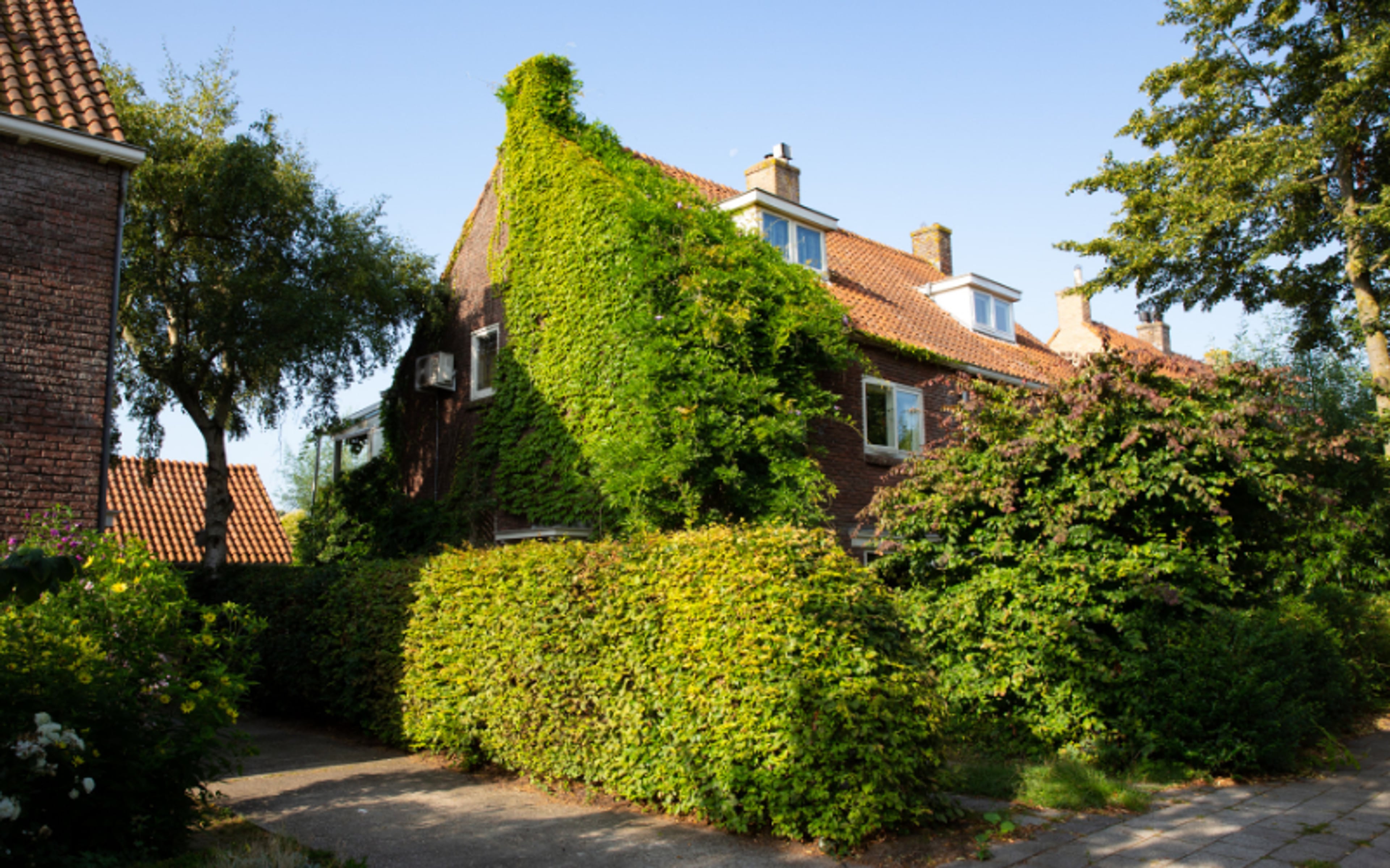 Groene gevel. Groene gevel verkoelt huis energiezuinig.