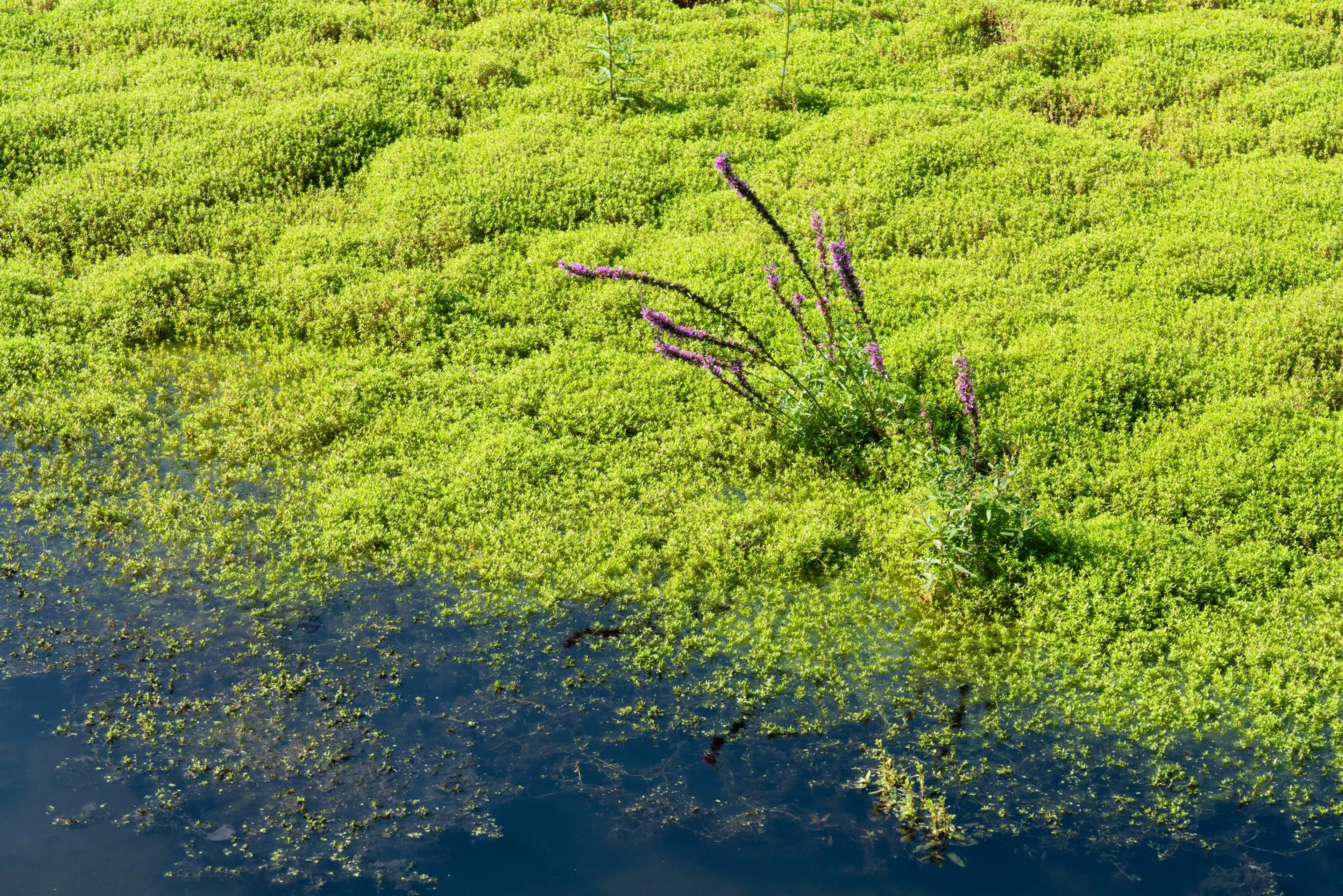 Invasieve exoot watercrassula