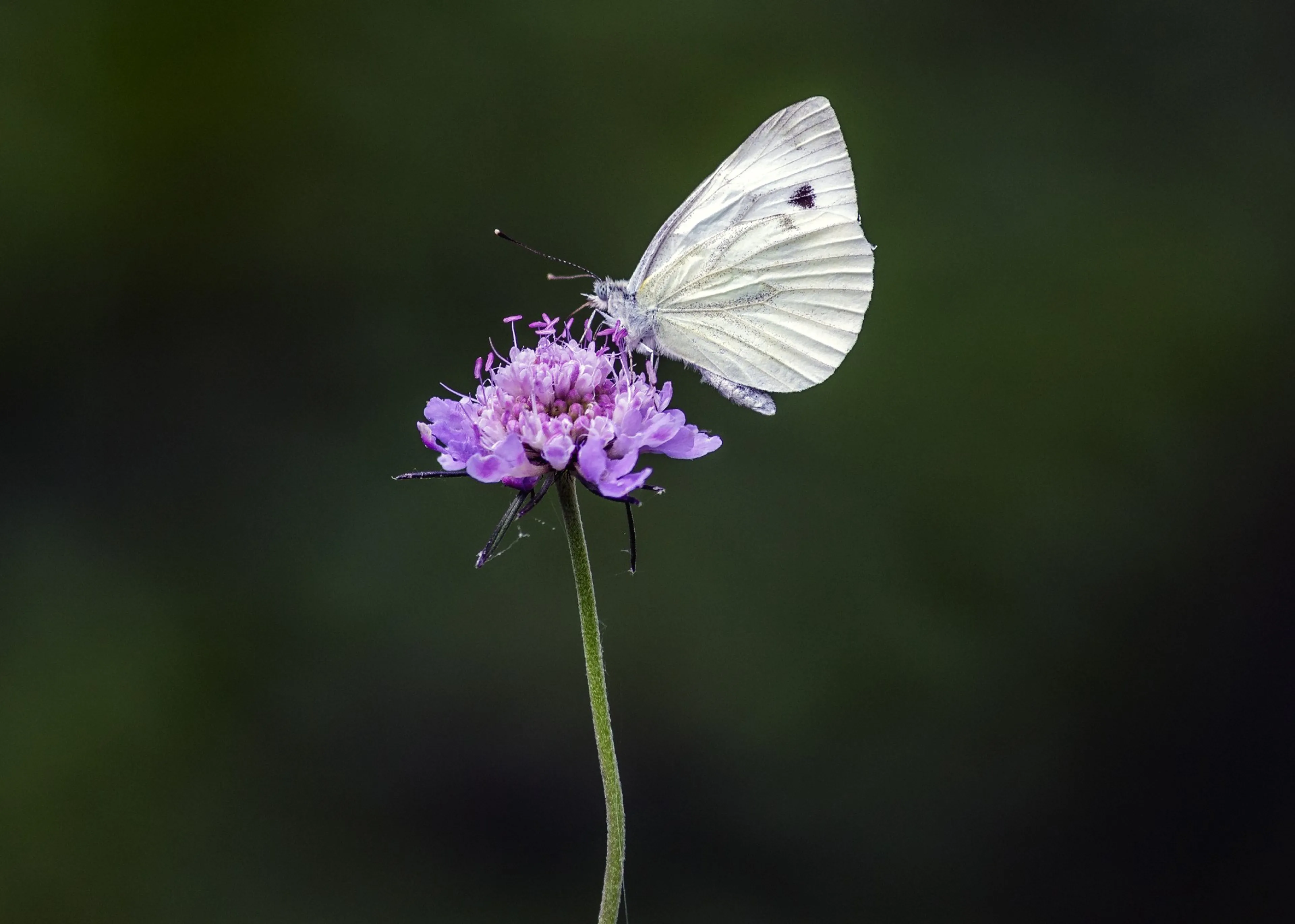 Het klein koolwitje is een vlinder. Deze vlinder wordt veel in de tuin gezien.