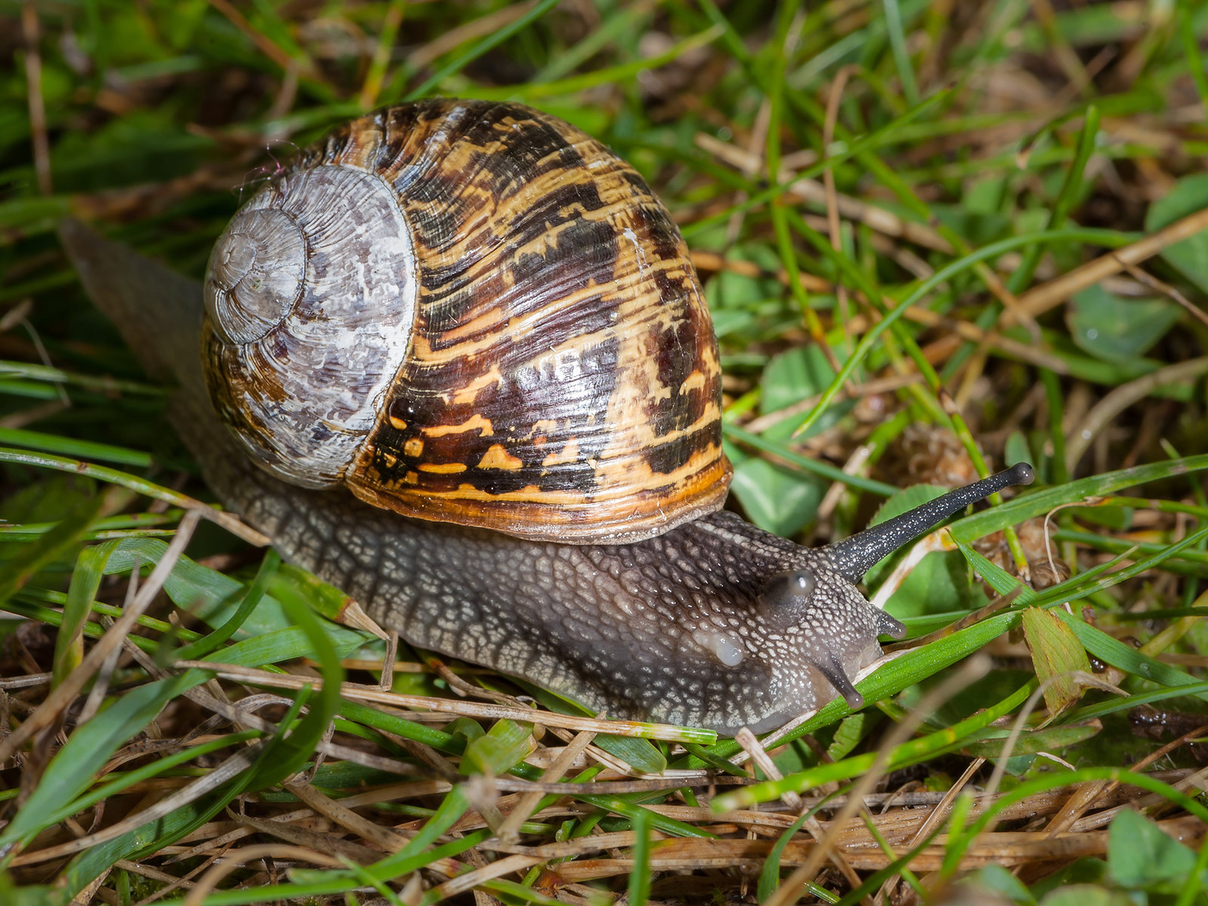 Een segrijnslak (Helix Aspersa) kruipt door het gras. Deze huisjesslak kan een plaag vormen.