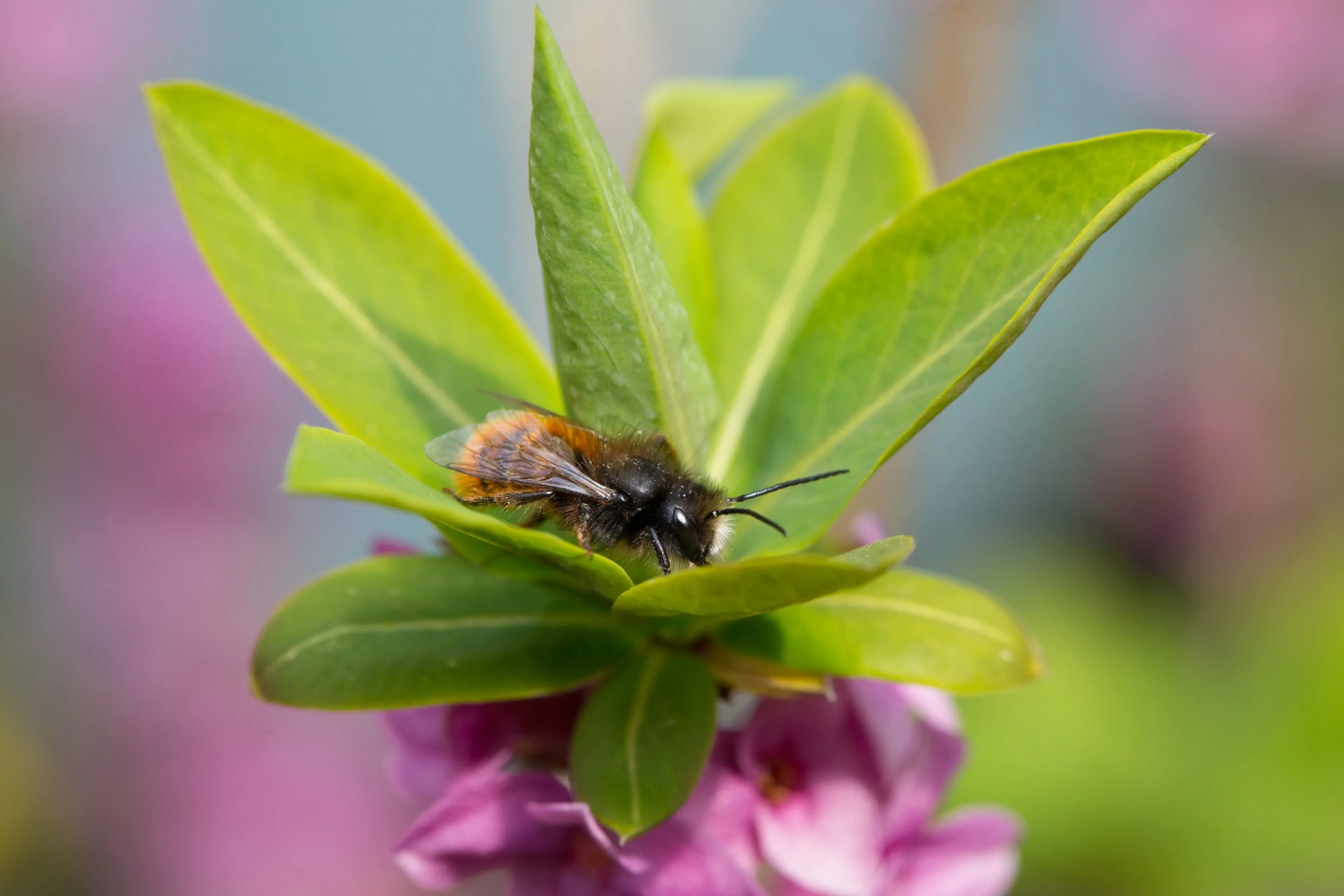 Een gehoornde metselbij. Wilde bijen, hommels en honingbijen vind je in tuinen met genoeg bloeiende planten.
