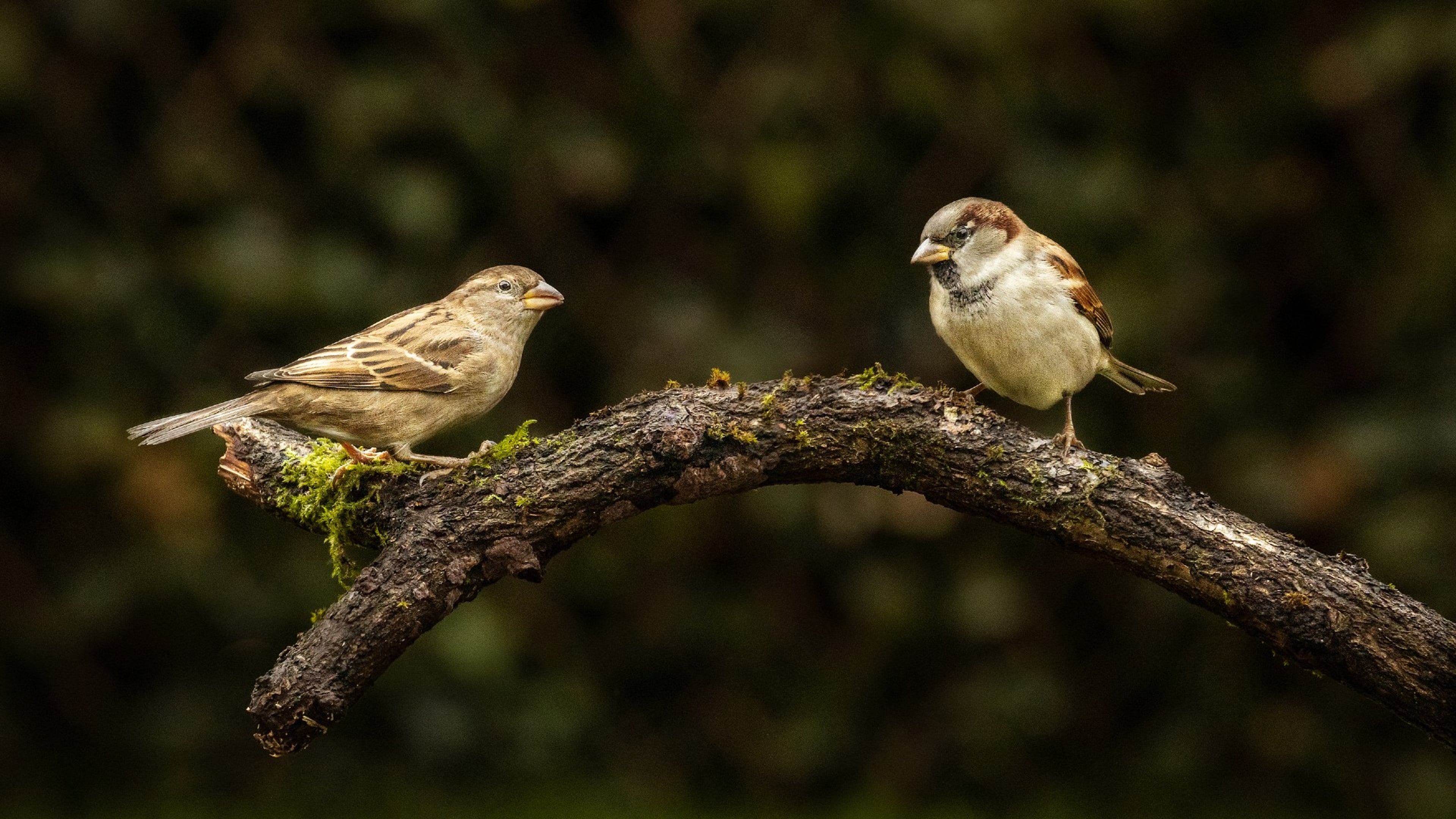Een paartje huismussen op een tak. Een groene tuin is vogelvriendelijk.