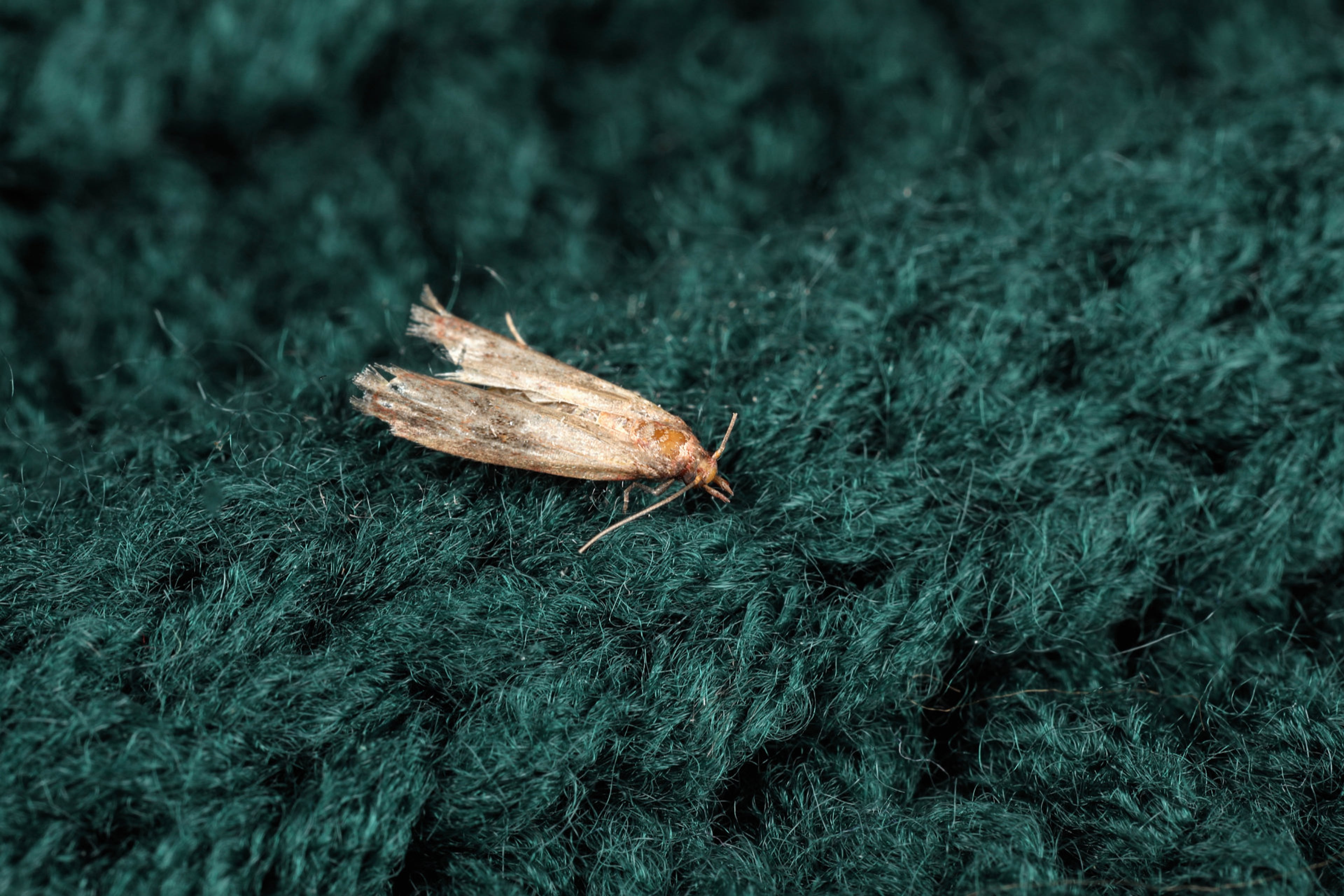 Larve mot op groen kledingstuk.