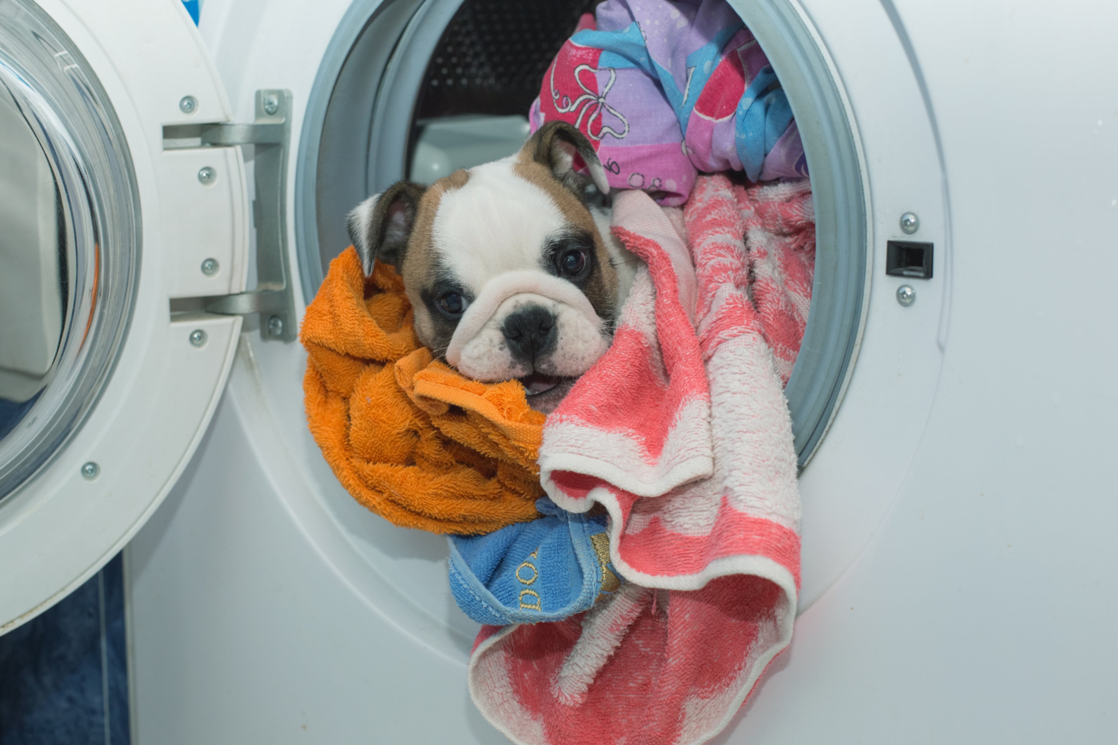 Een hond zit tussen het wasgoed in de wasmachine waarvan de deur open staat. Bespaar geld en ben beter voor het milieu met zuinige apparaten.