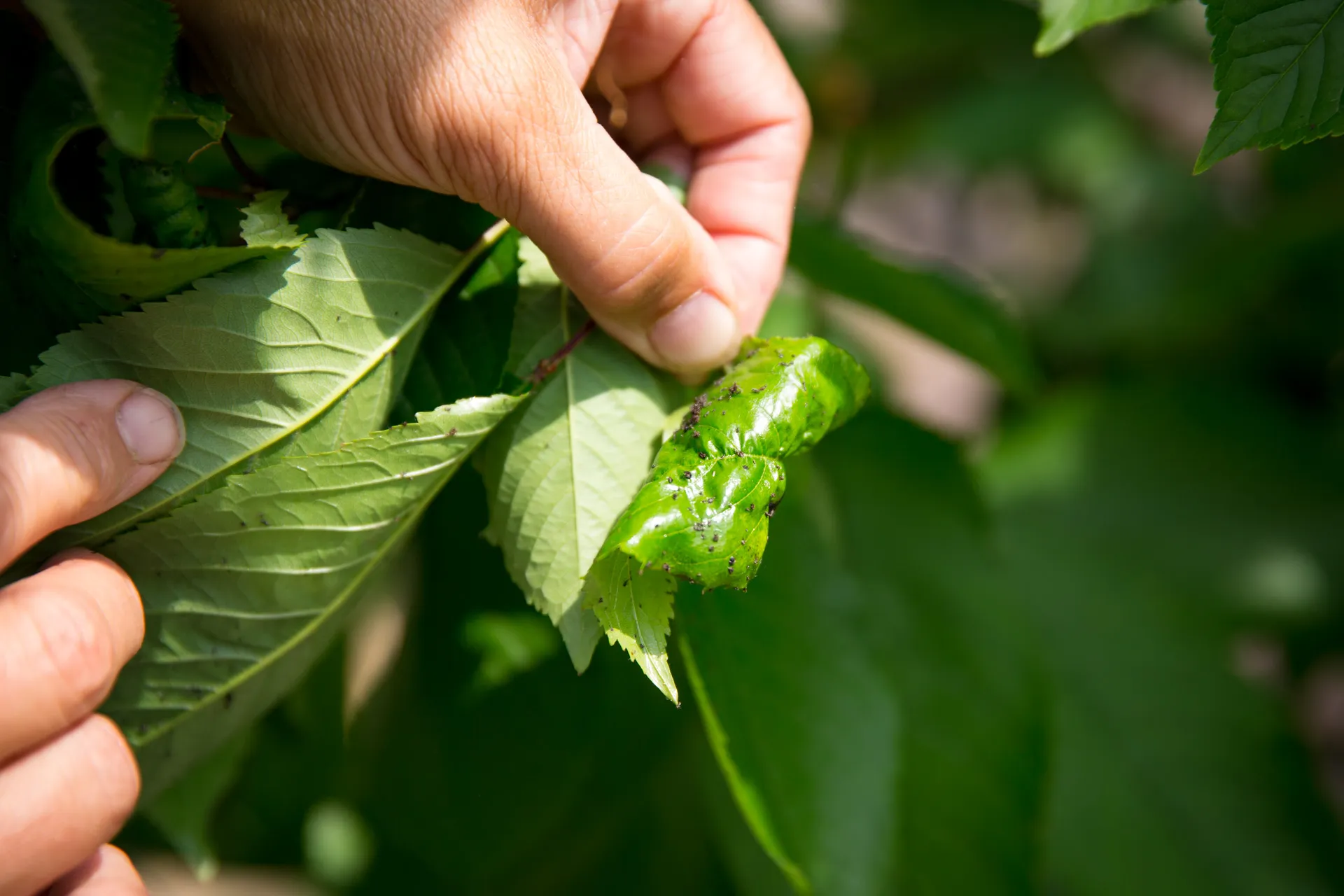 Omgaan met plagen in de tuin