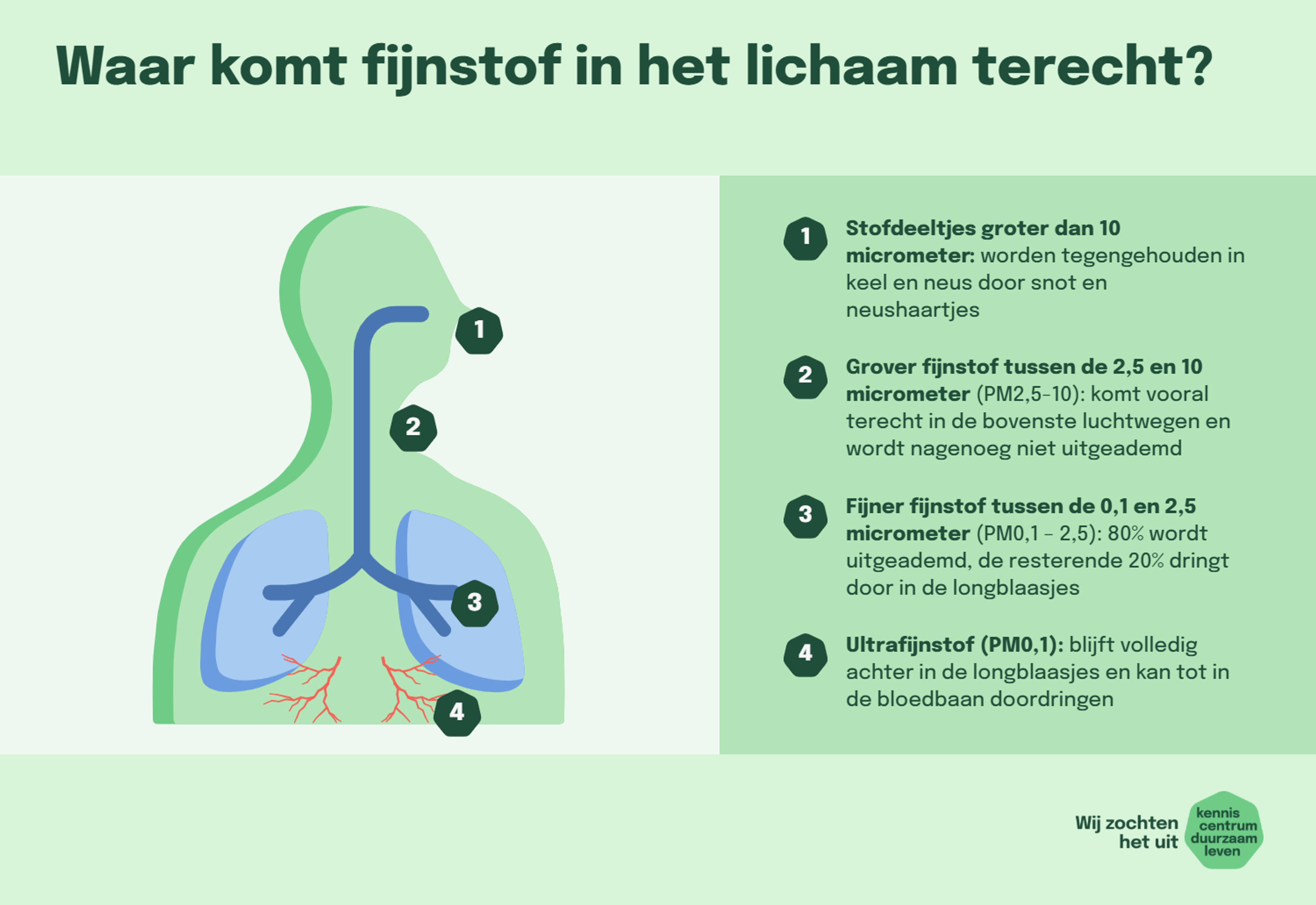 Infographic over waar fijnstof in het lichaam terecht komt. Onder de afbeelding staat een toegankelijke beschrijving.
