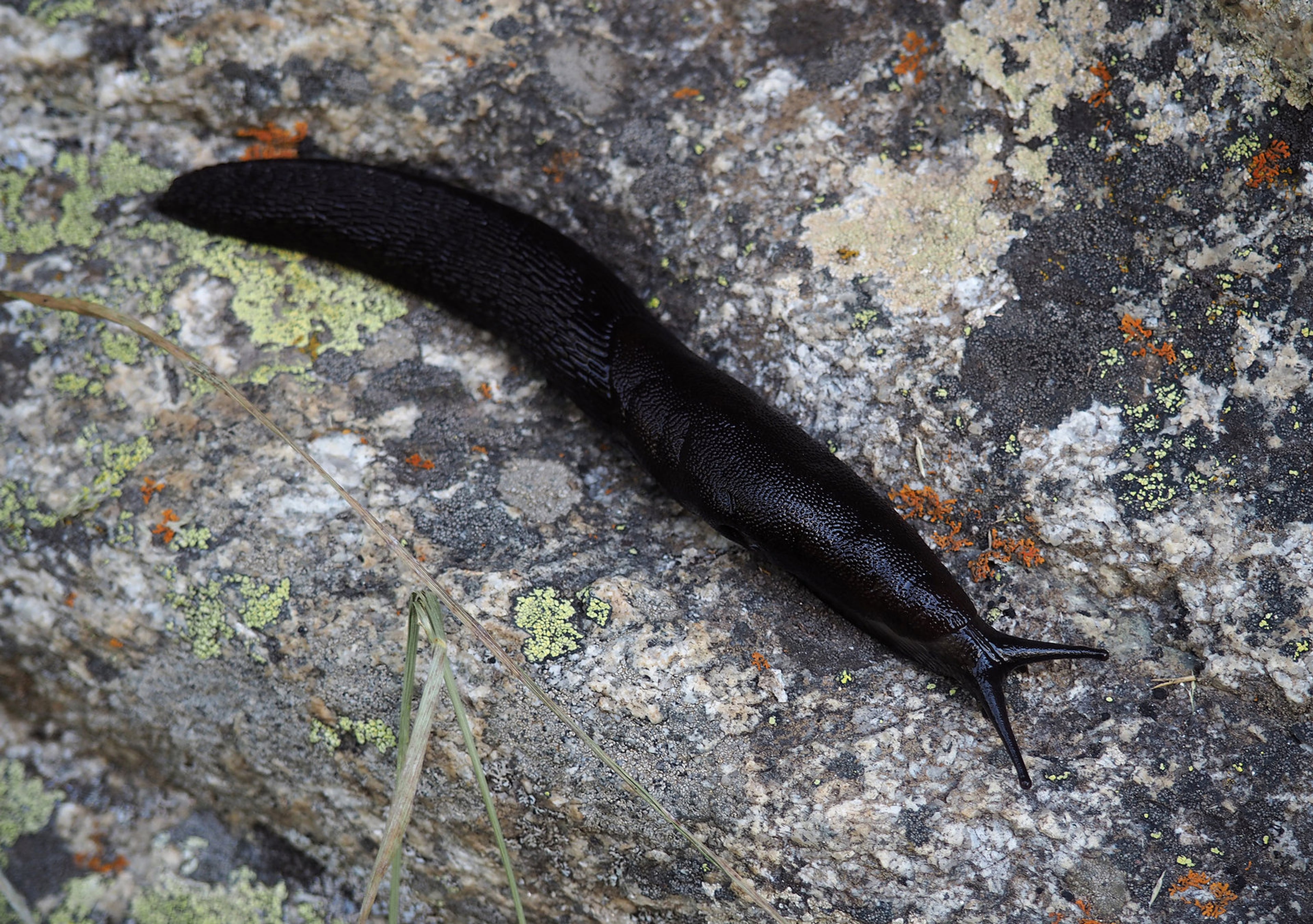Een gewone wegslak (Arion Ater) kruipt over een steen. Naaktslakken eten levende planten en kunnen zo een plaag vormen.