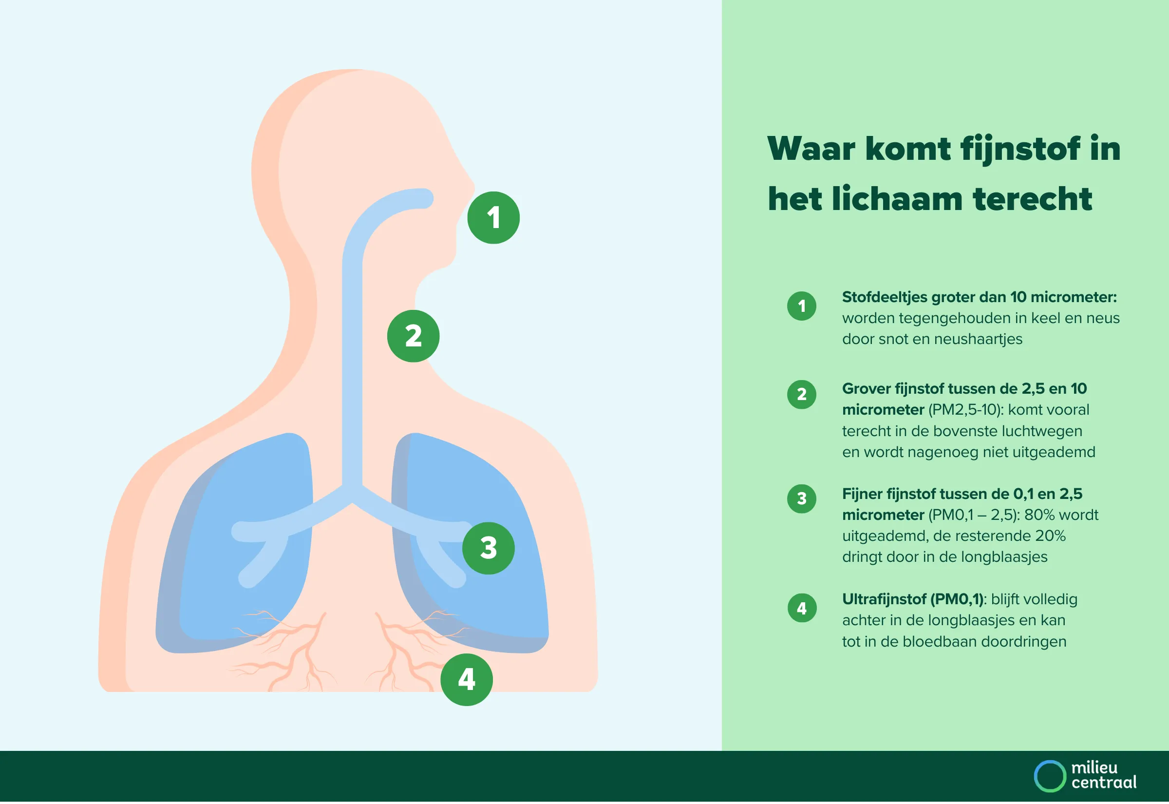 Infographic over waar fijnstof in het lichaam terecht komt. Onder de afbeelding staat een toegankelijke beschrijving.