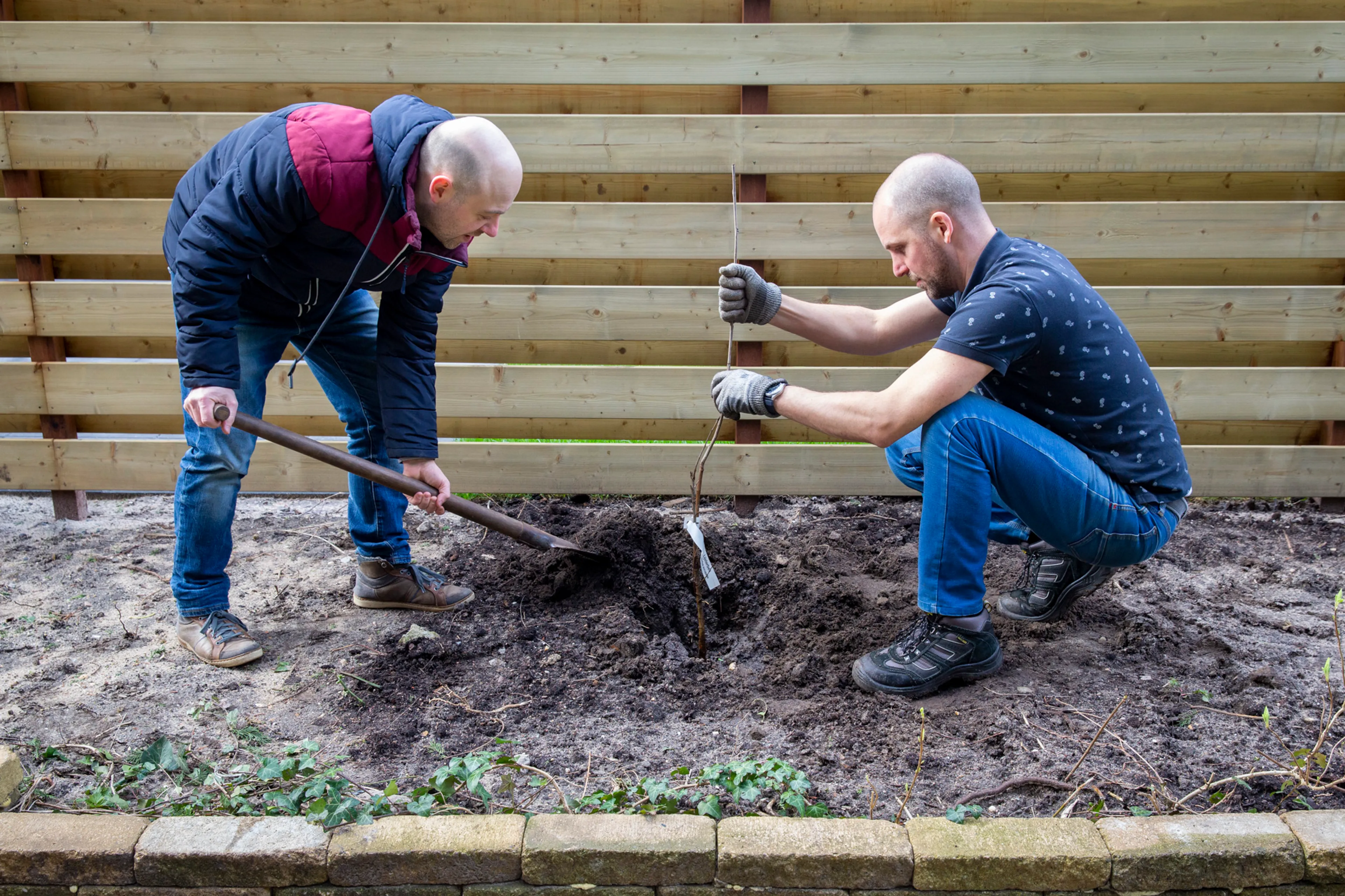 Op de afbeelding zie je twee mannen. Ze staan in een border met aarde en graven een kuil. In de kuil planten ze een jong boompje.