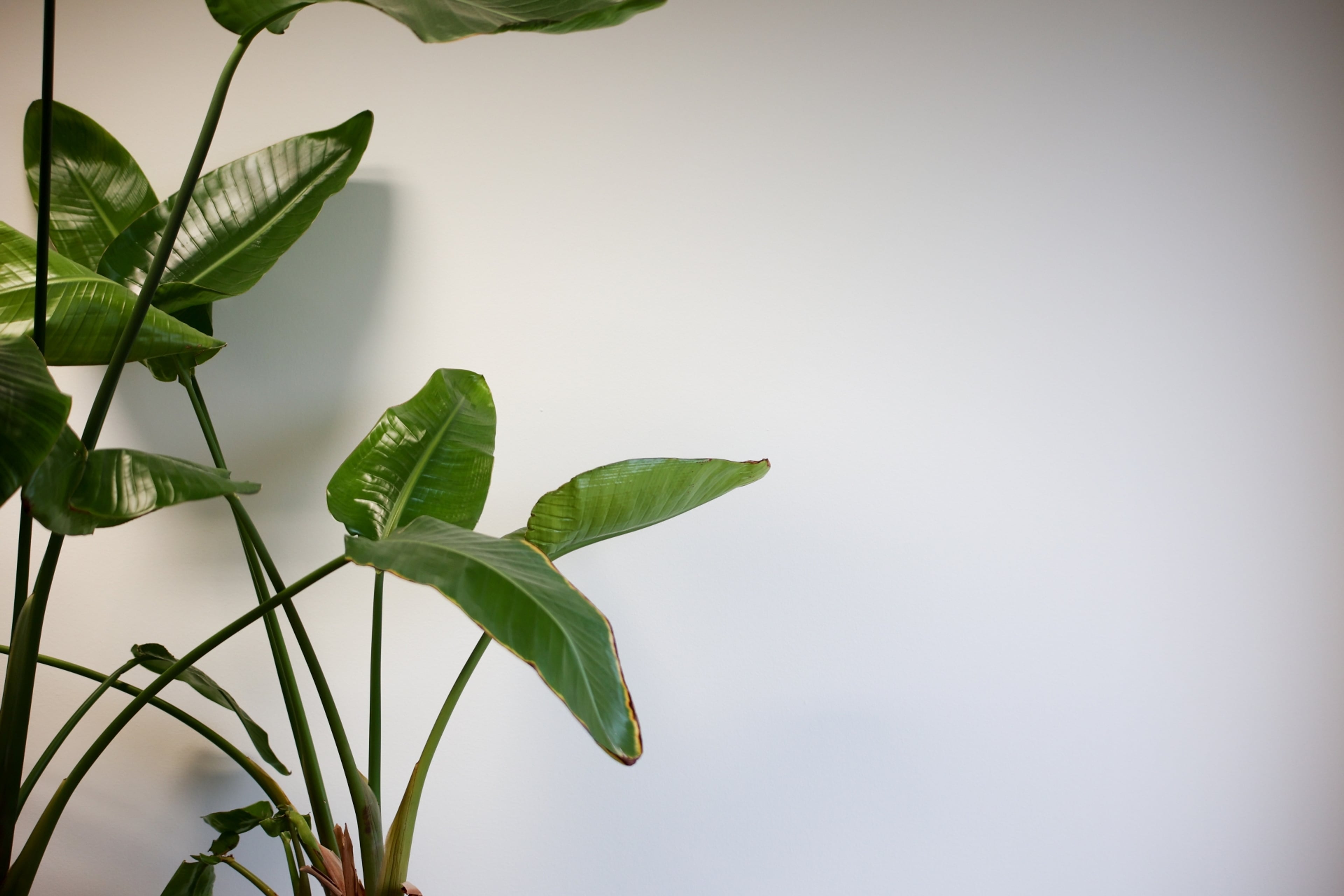 Foto van een plant in een kantoorruimte.
