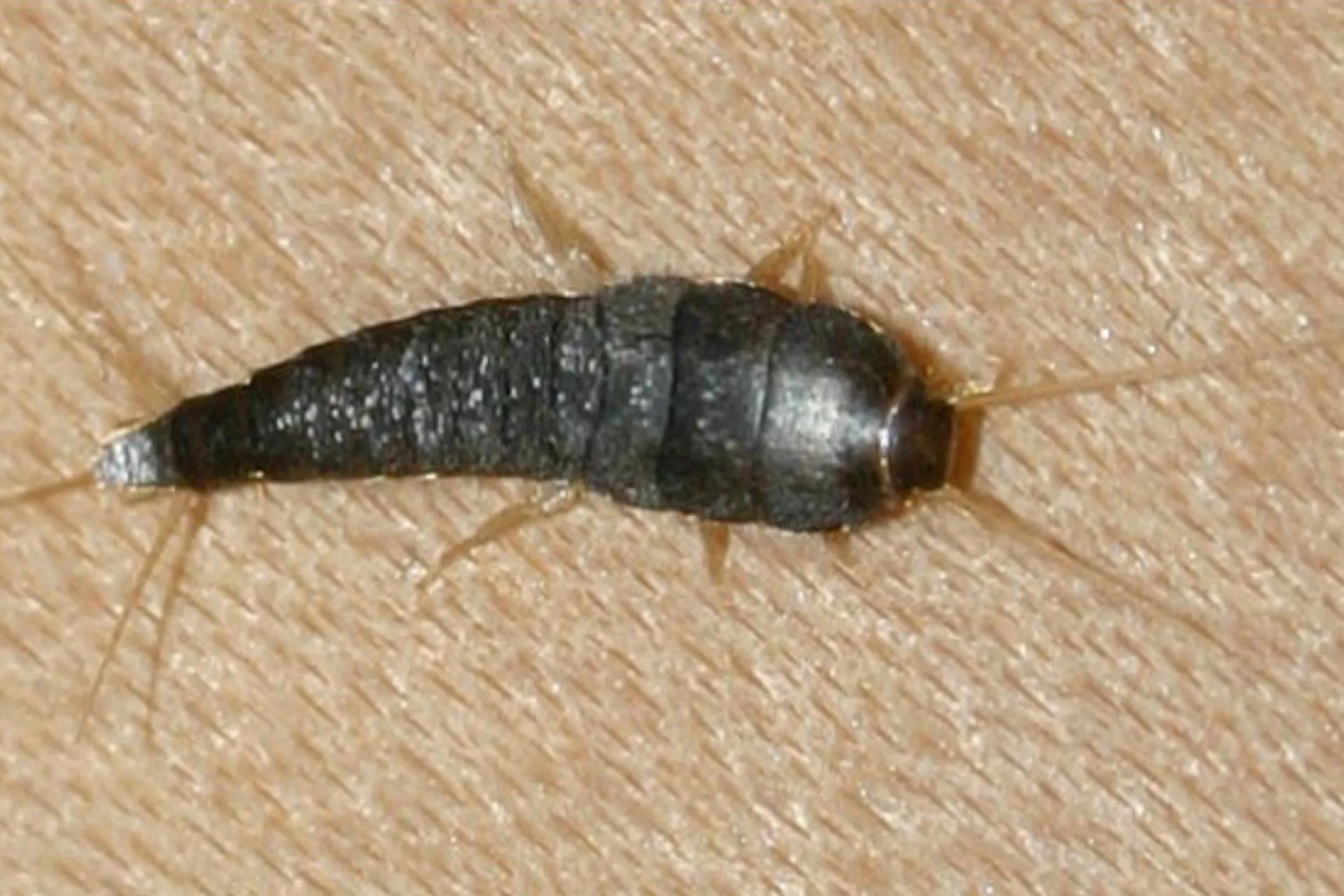Zilvervisje