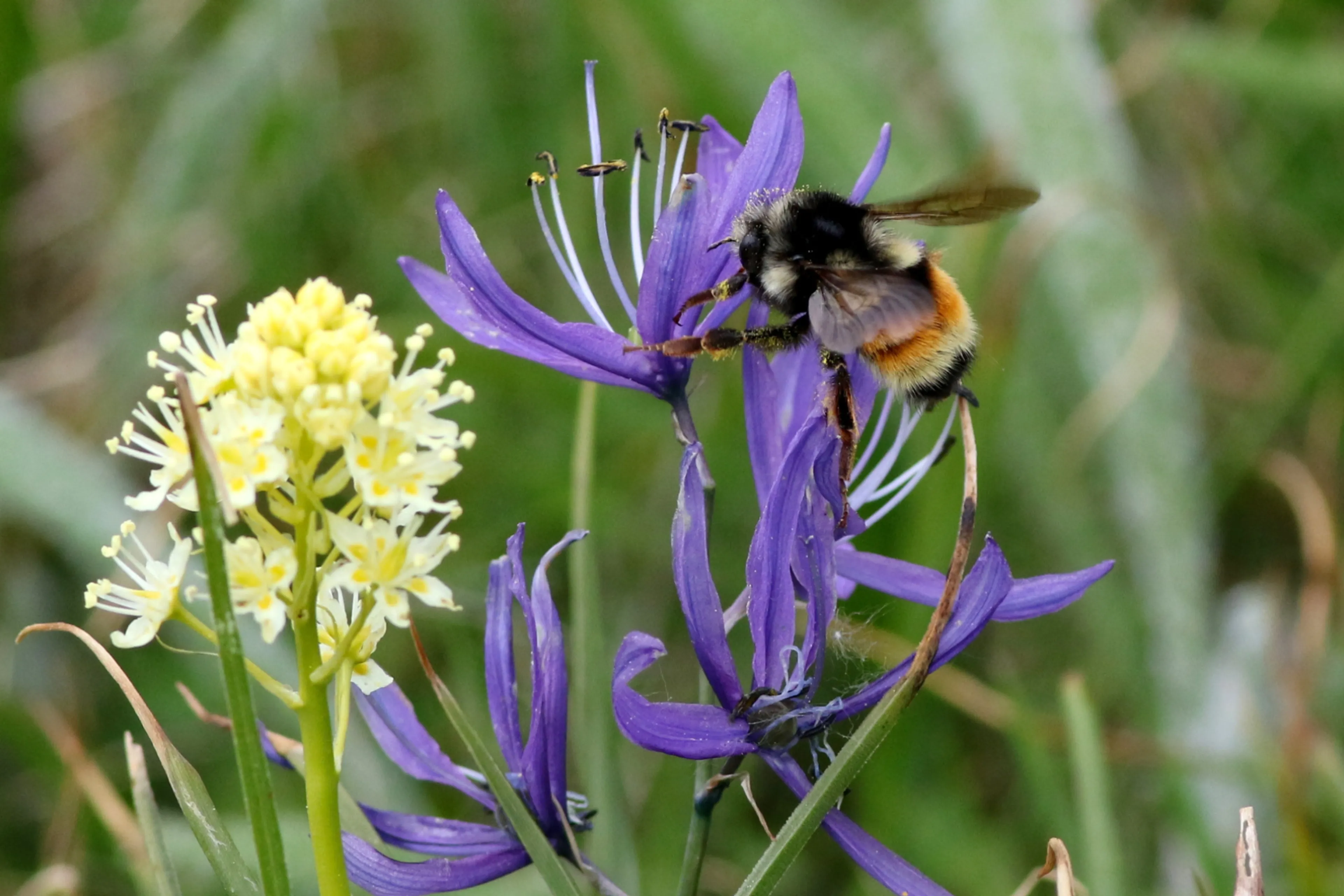 Bij bestuift bloem. Tips voor een bijenvriendelijke tuin.