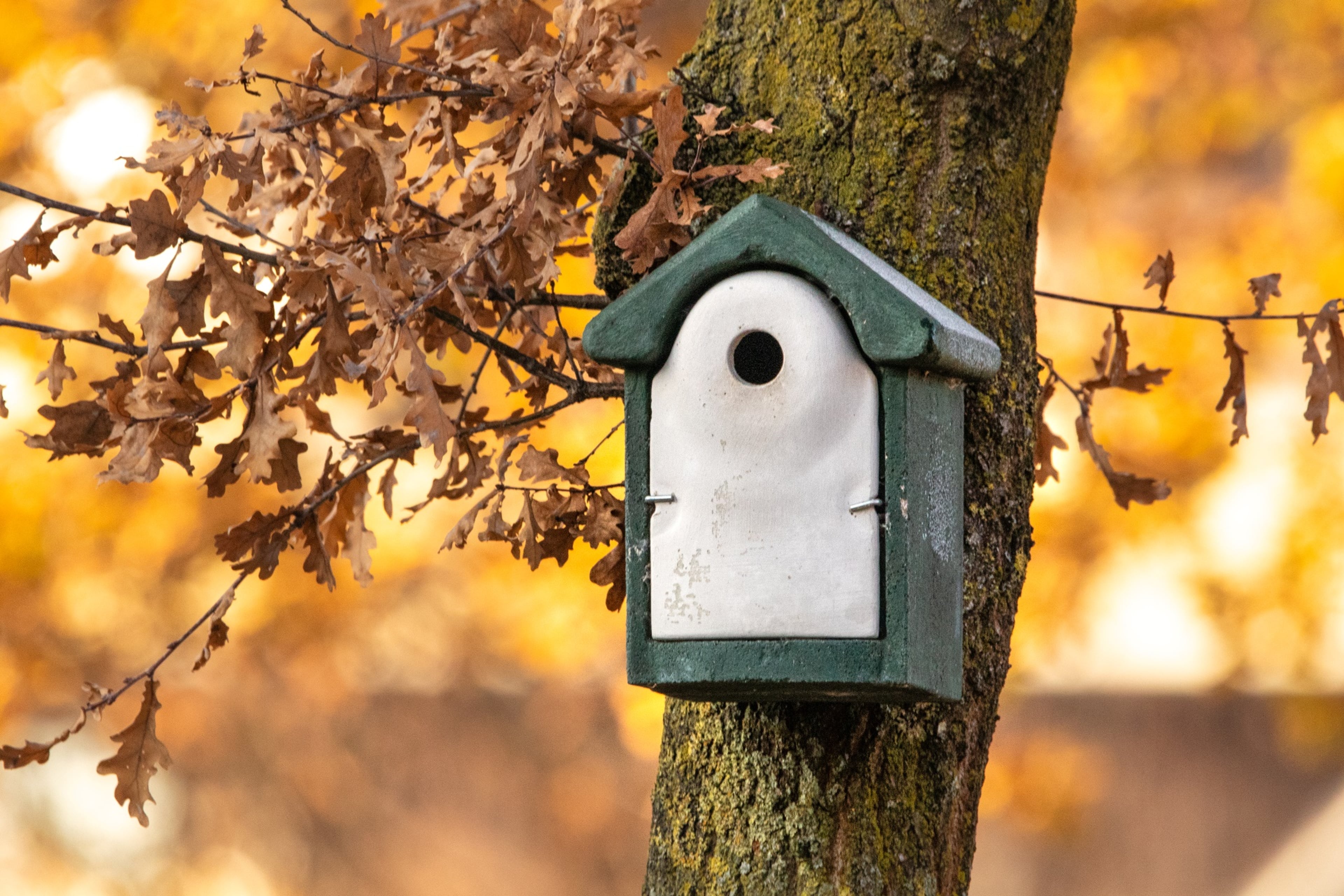 nestkast aan boom voor vogels