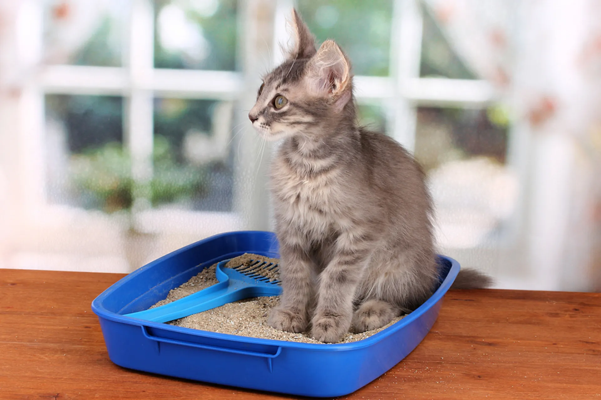Kattenbakvulling