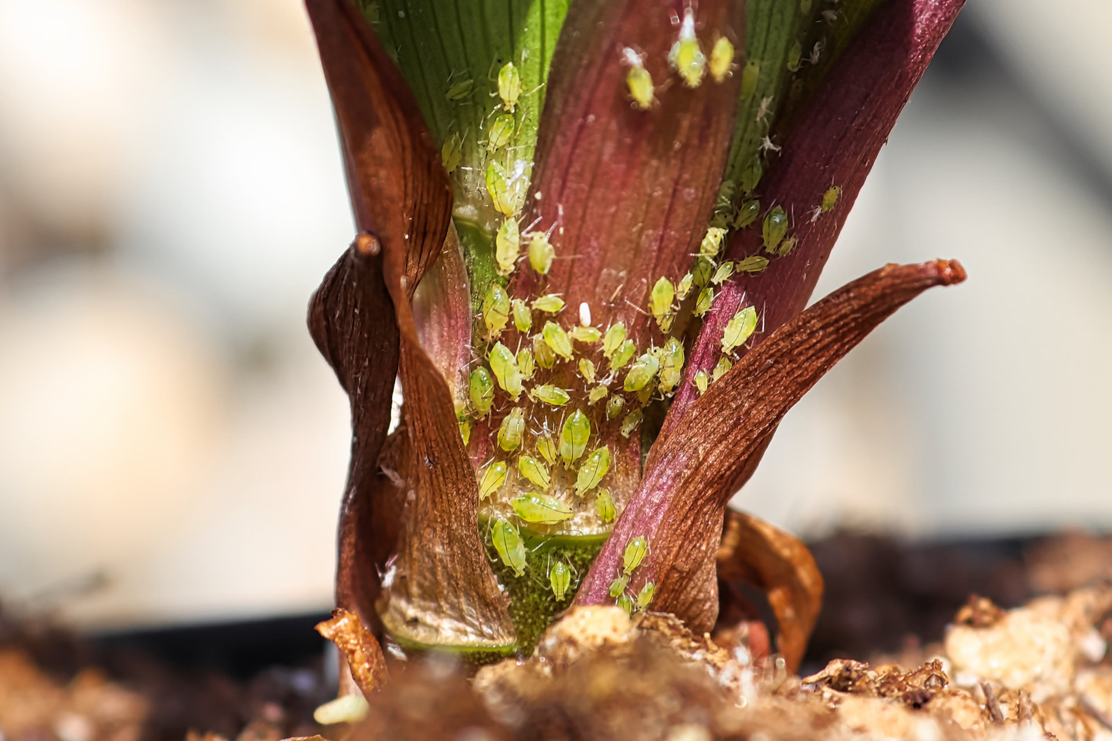 Bladluis op plant. Plagen op kamerplanten.