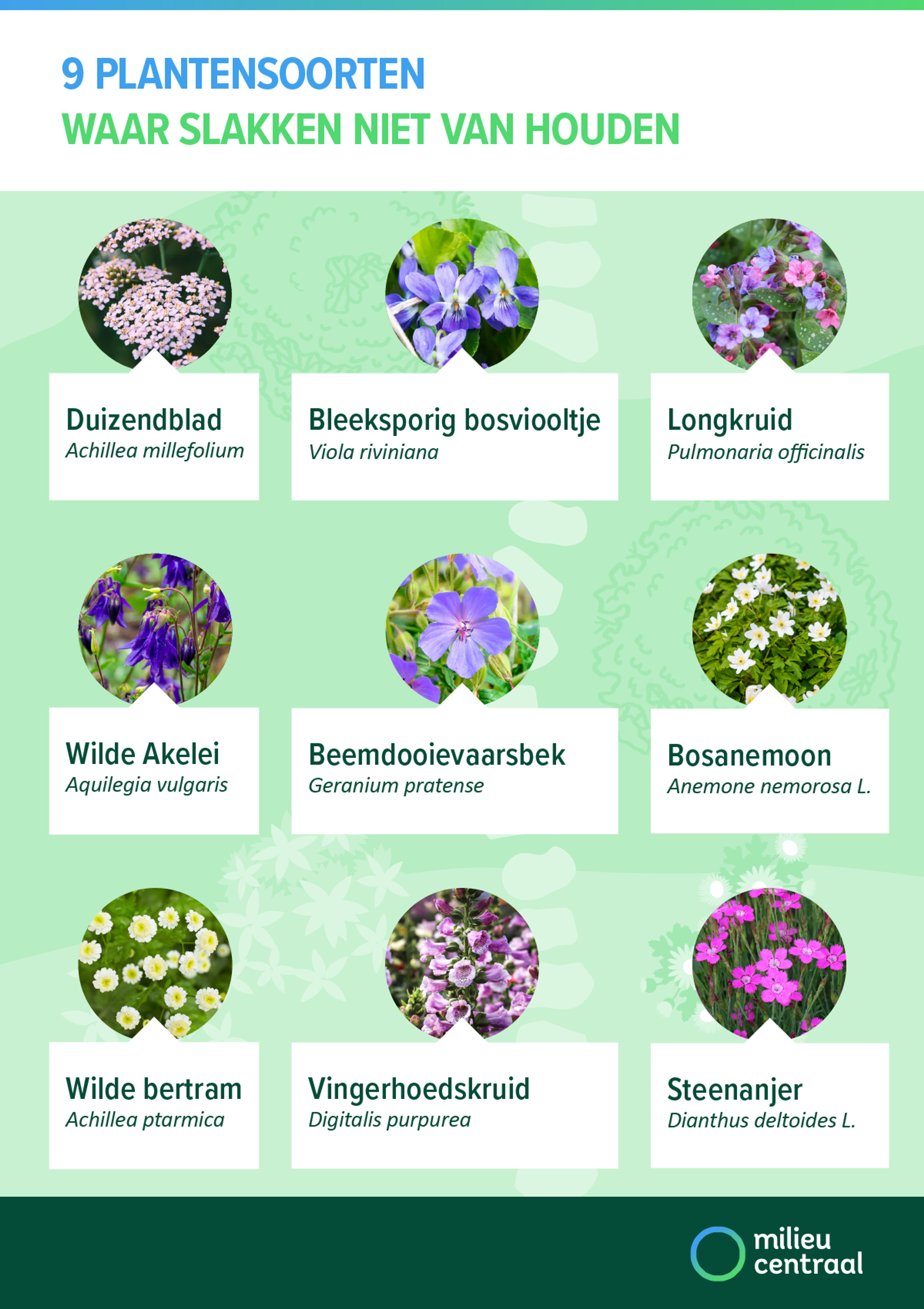Visual: planten waar slakken niet van houden