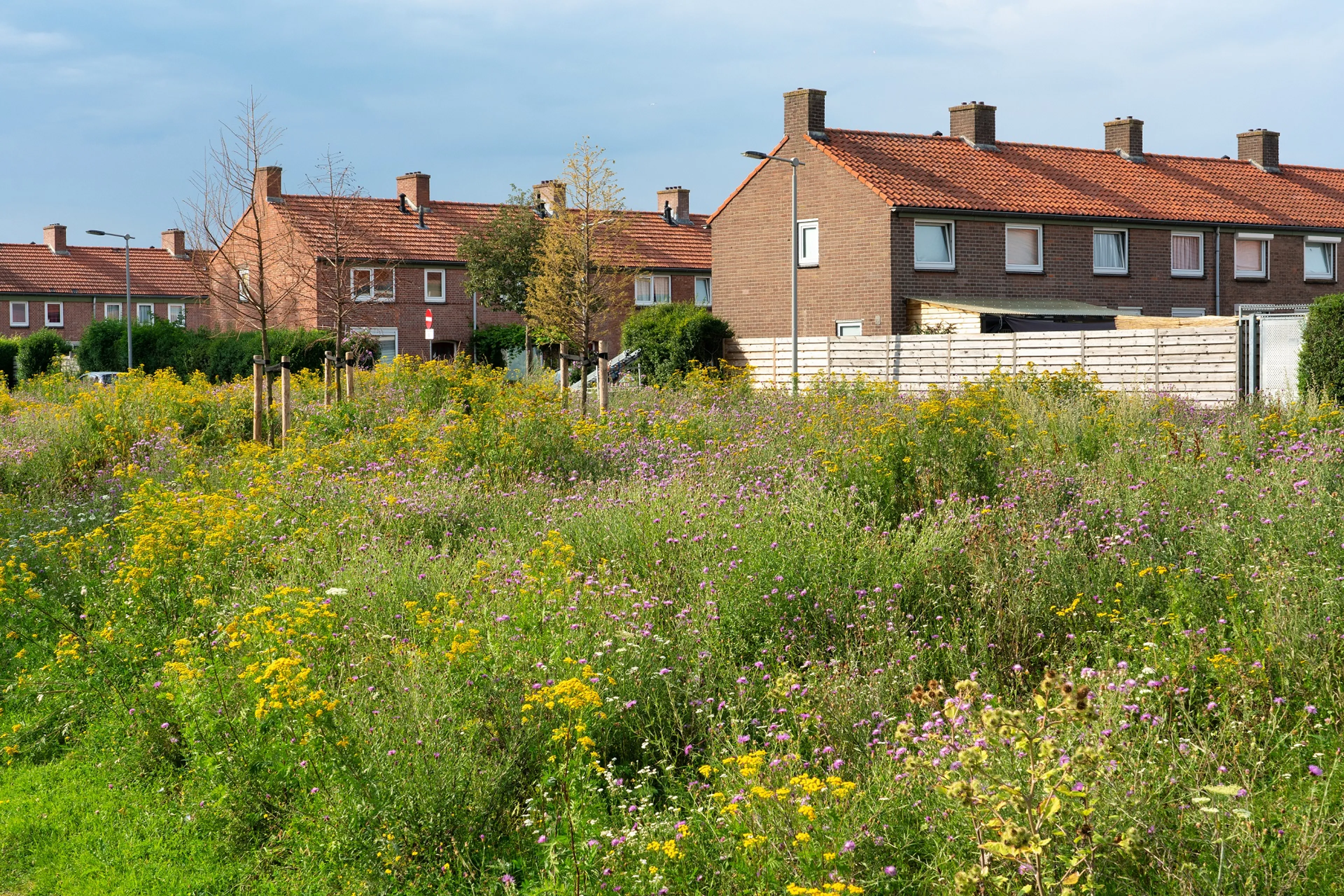 grasveld in woonwijk met bloemen