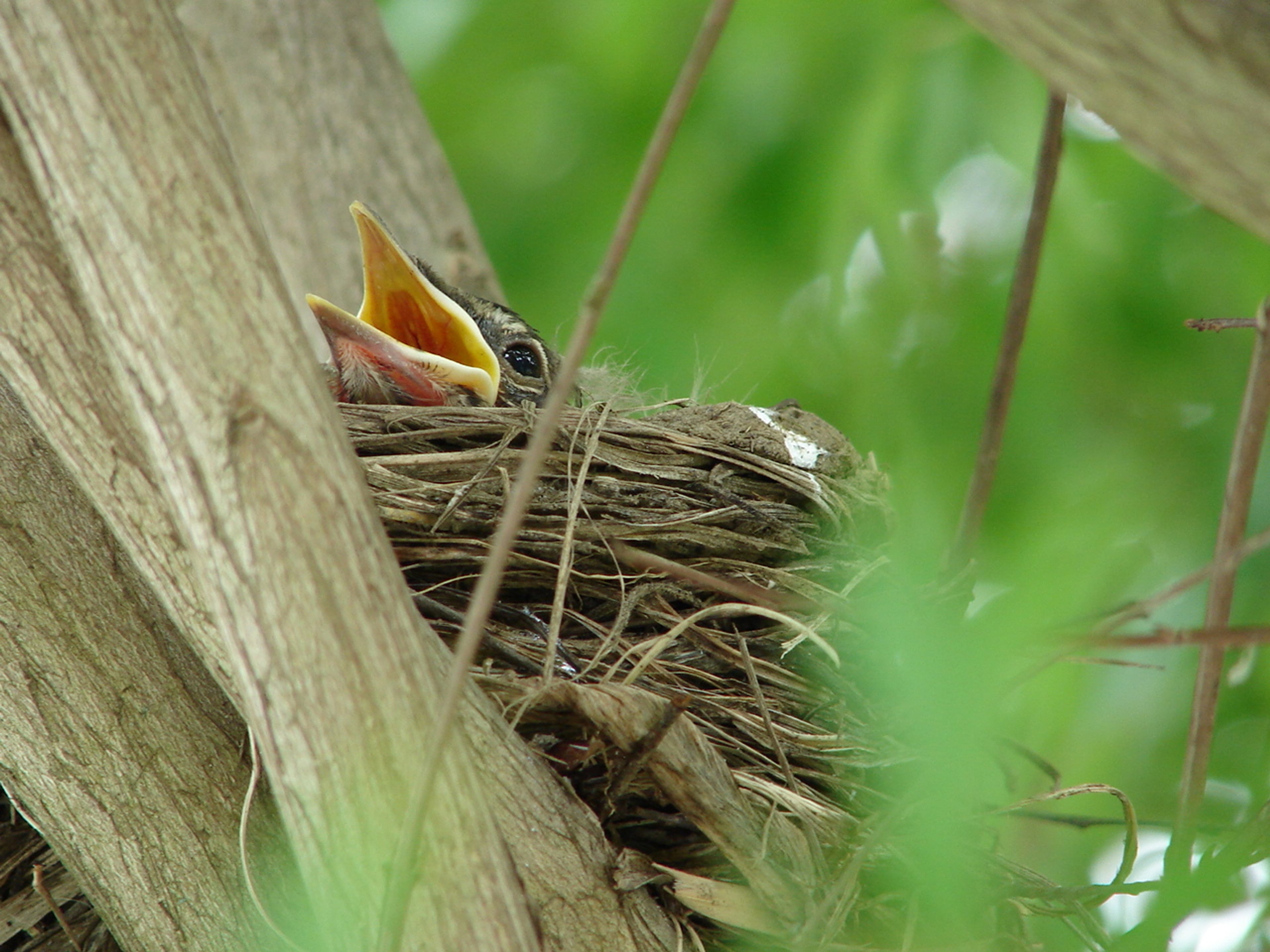 jonge vogel in vogelnest