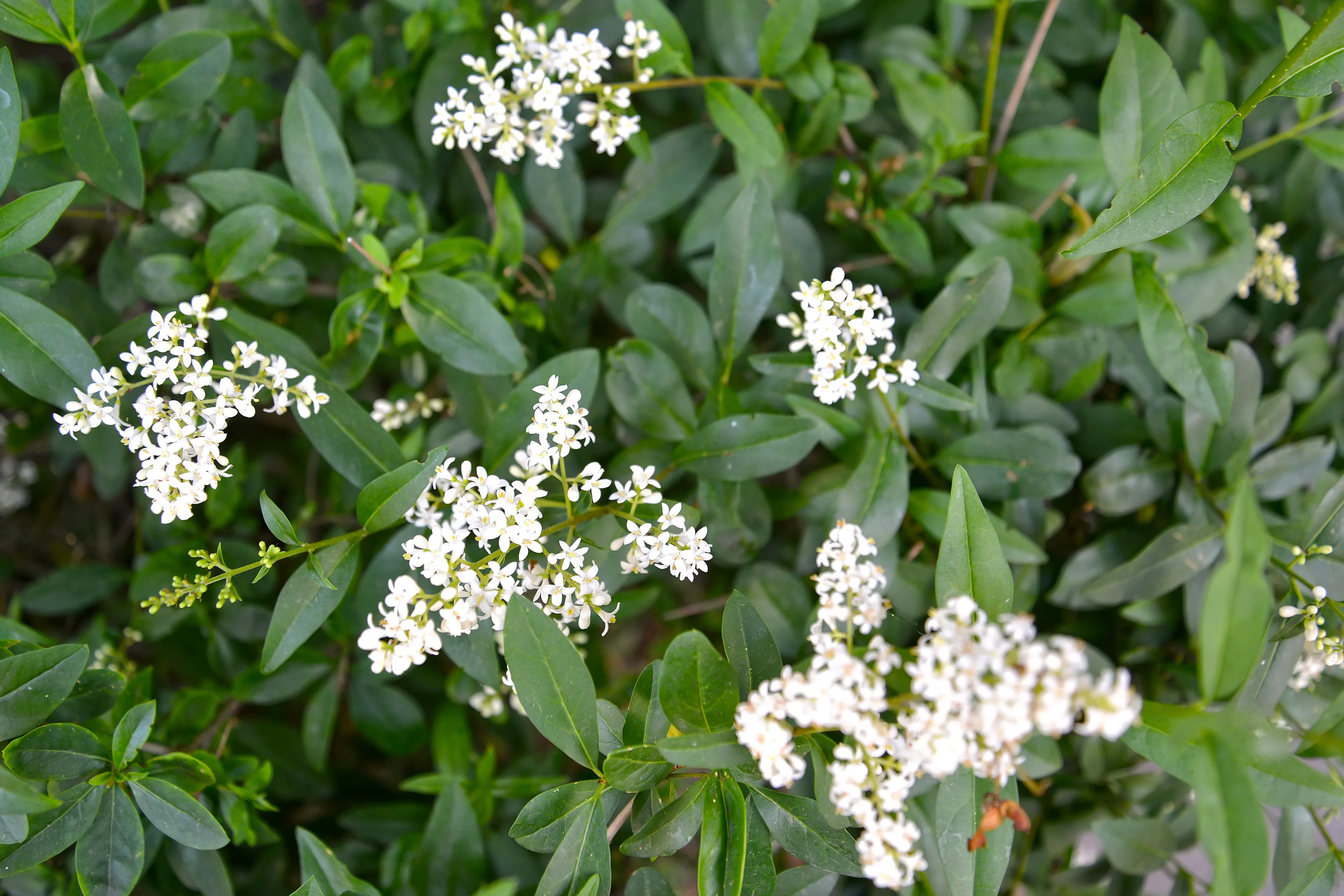 wilde liguster