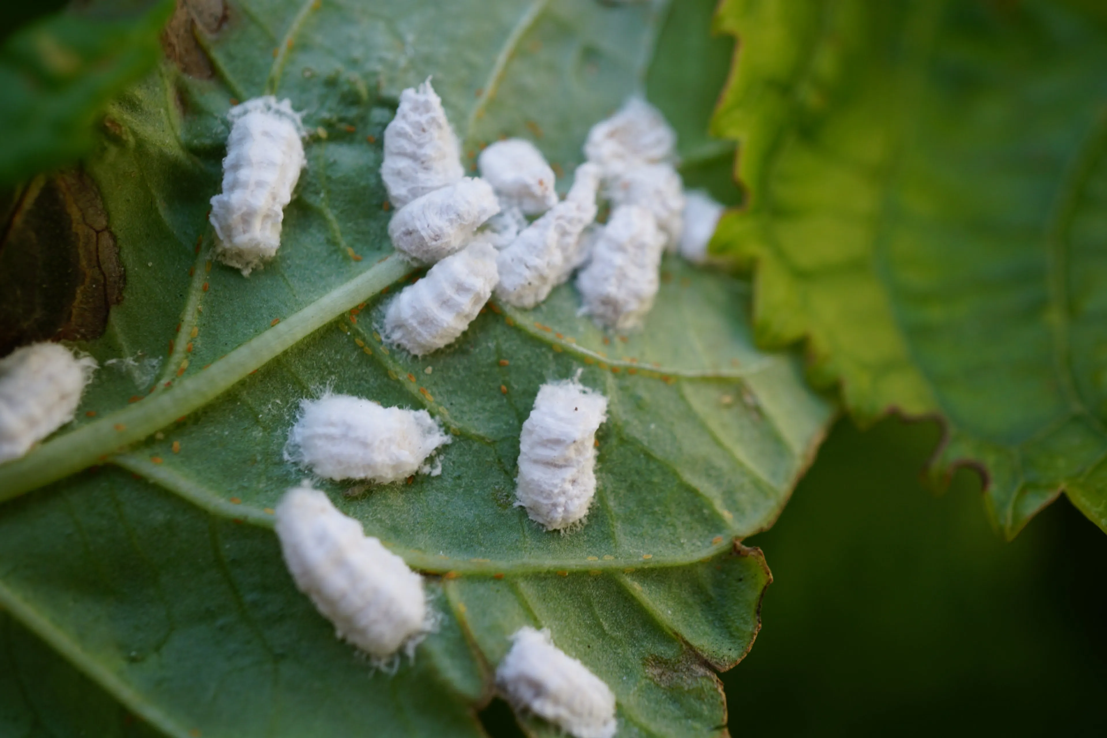 Wolluizen op de onderzijde van een blad. Wolluizen en andere plagen bestrijd je het liefst zonder bestrijdingsmiddelen.