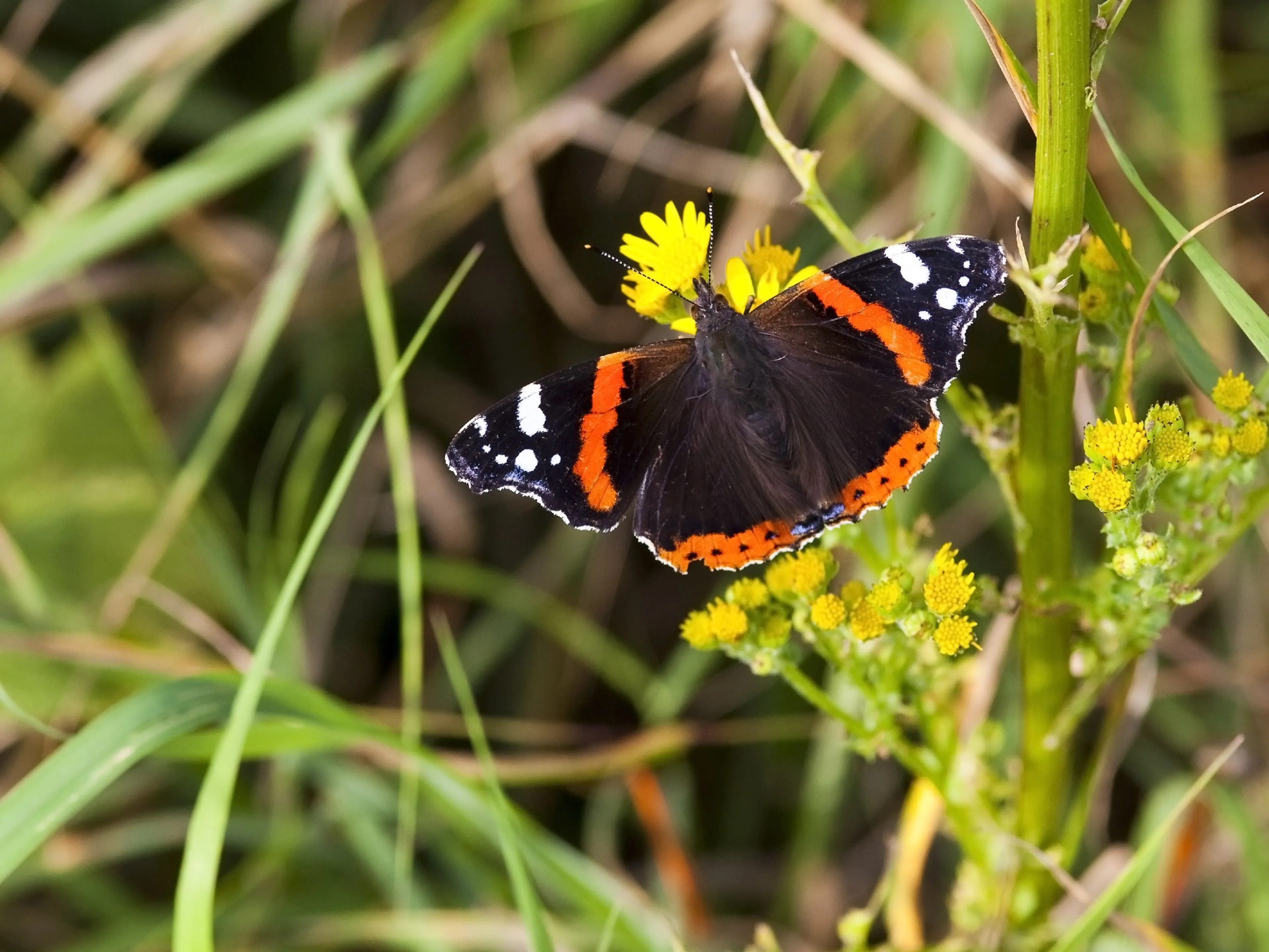 Een atalanta vlinder, een van de meest voorkomende vlinders in de tuin. Een groene tuin trekt vlinders aan.