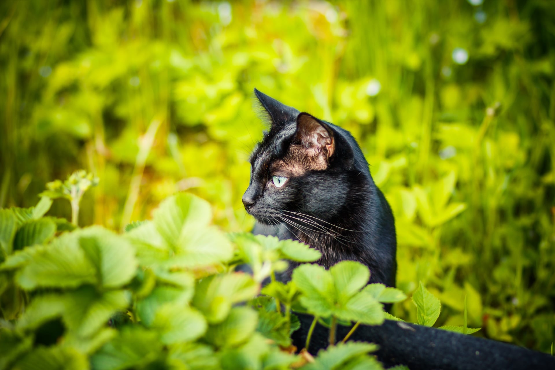 Kattenoverlast