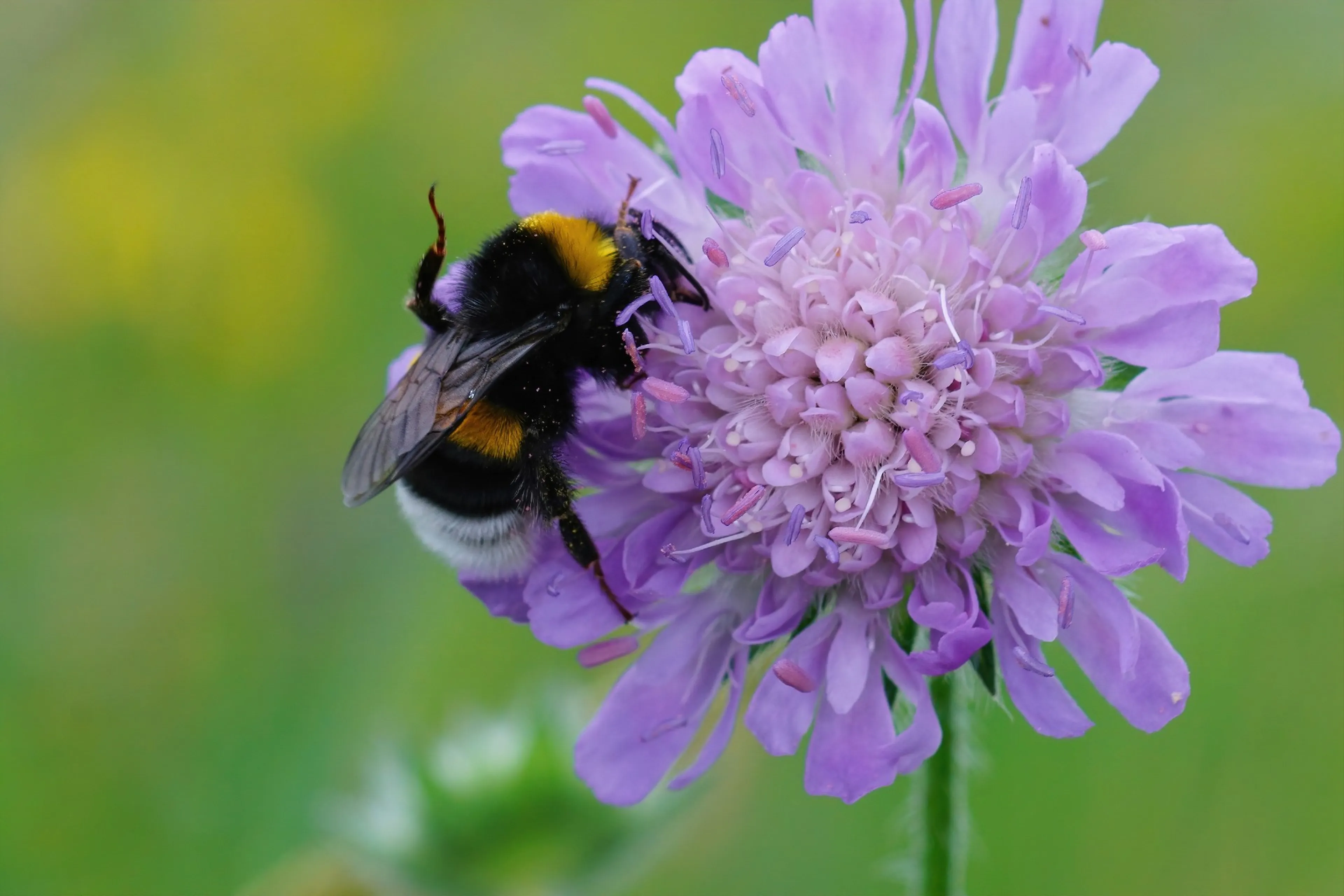 Een aardhommel op een paarse bloem. Hommels zijn net als wilde bijen goeie bestuivers.