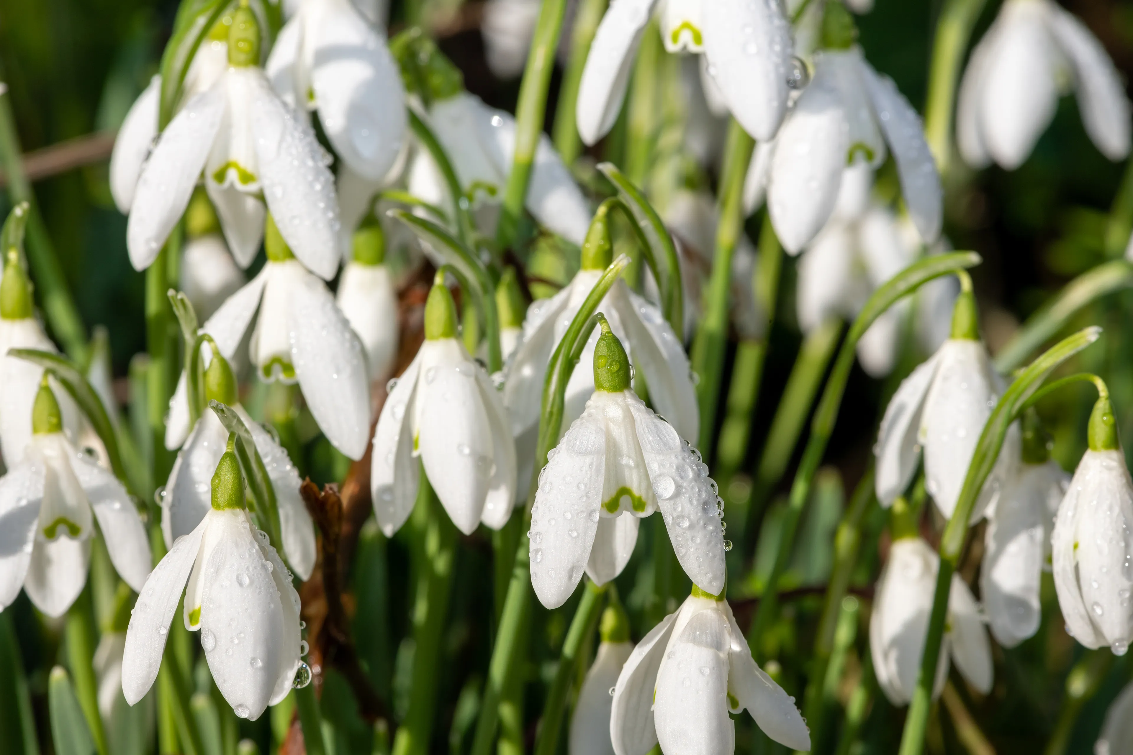 sneeuwklokje