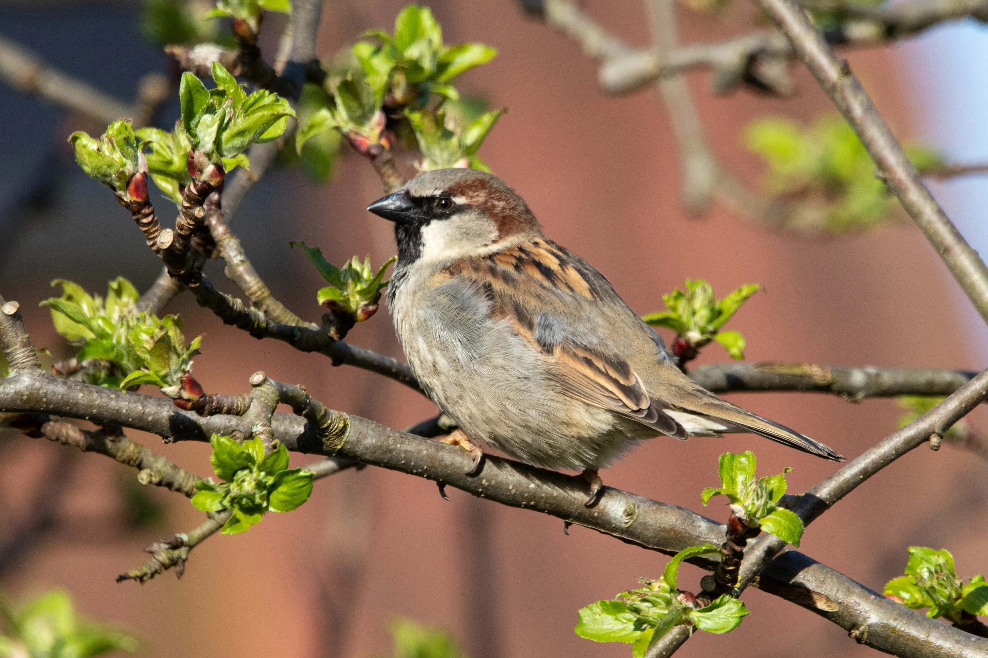 vogel in boom