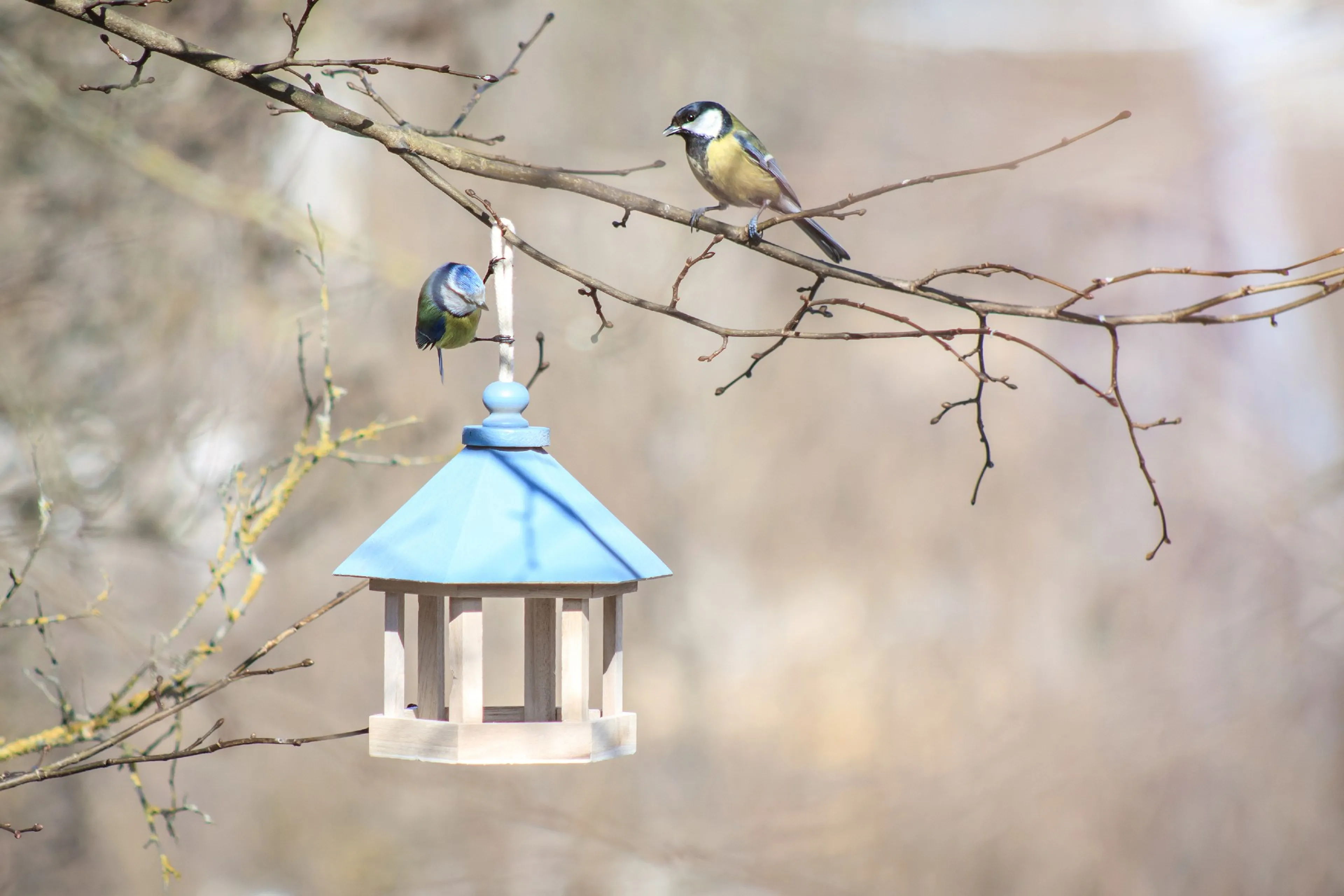 Een pimpelmees en koolmees bij een voederhuisje. Een tuin met voldoende voedsel trekt dieren aan.