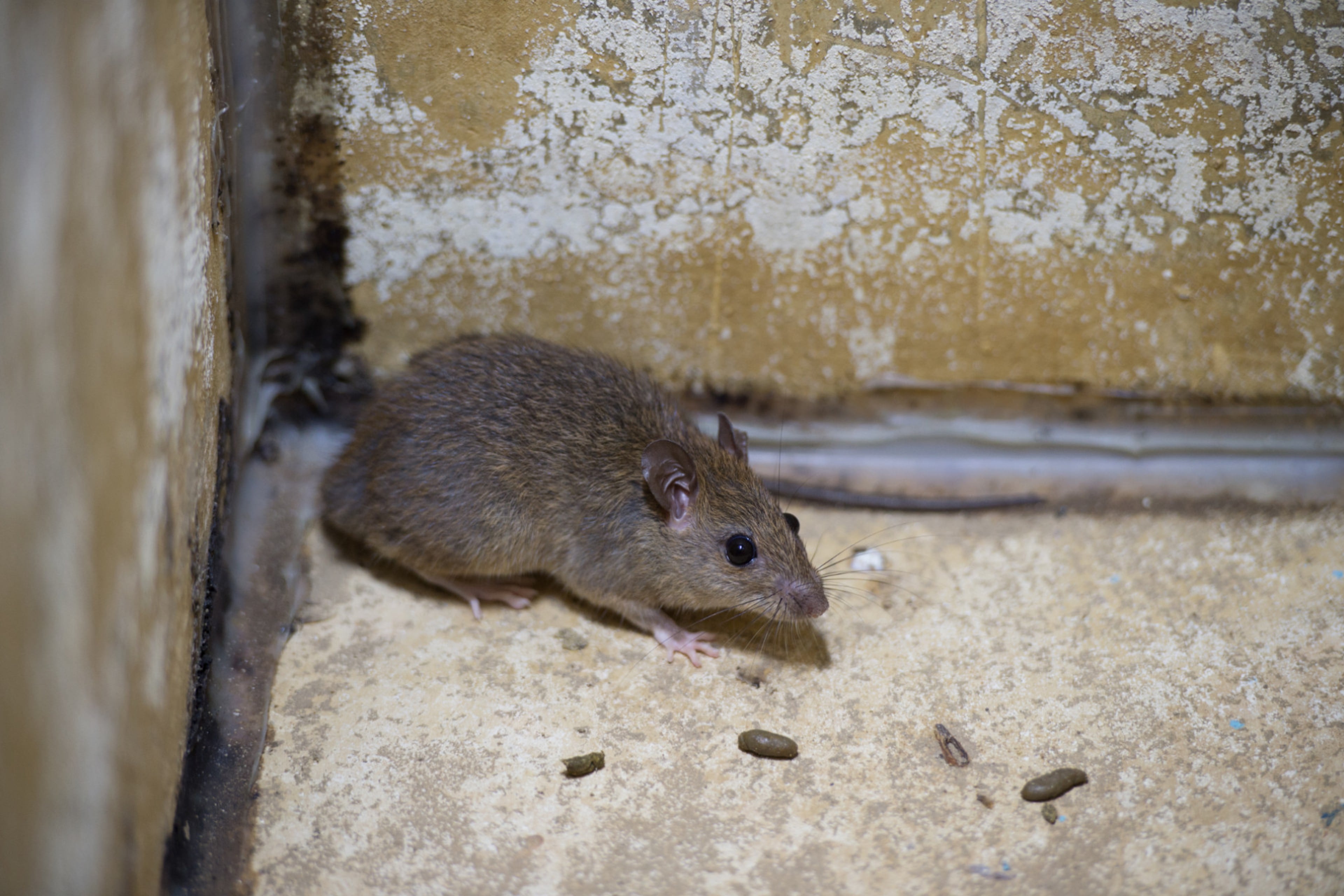 Rat met keutels. Uitwerpselen van ratten verschillen van die van muizen.